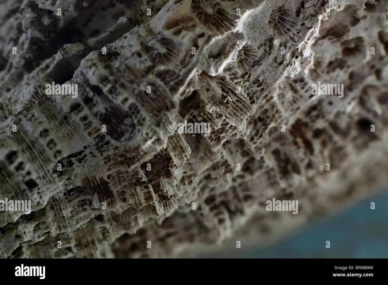 Coral, macro, tropicali, shell, reef, mare, oggetto, marine, design, texture, close-up, esotici, decorazione, isola, acquatici, essiccato, organismo, il Seashell Foto Stock