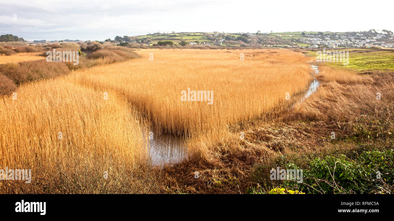 Marazion Marsh RSPB riserva in inverno, Cornwall, Inghilterra, Regno Unito. Foto Stock