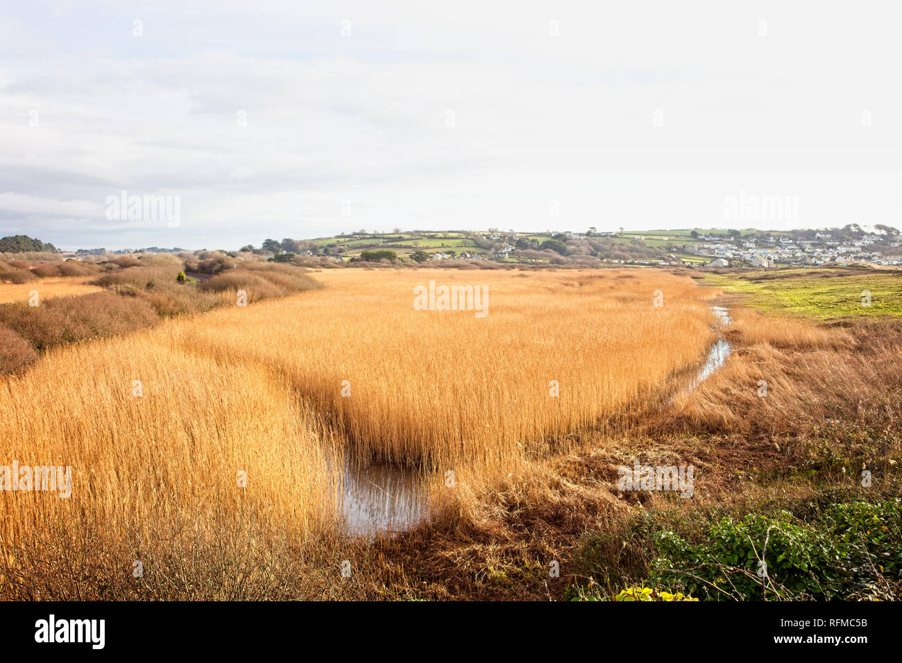 Marazion Marsh RSPB riserva in inverno, Cornwall, Inghilterra, Regno Unito. Foto Stock