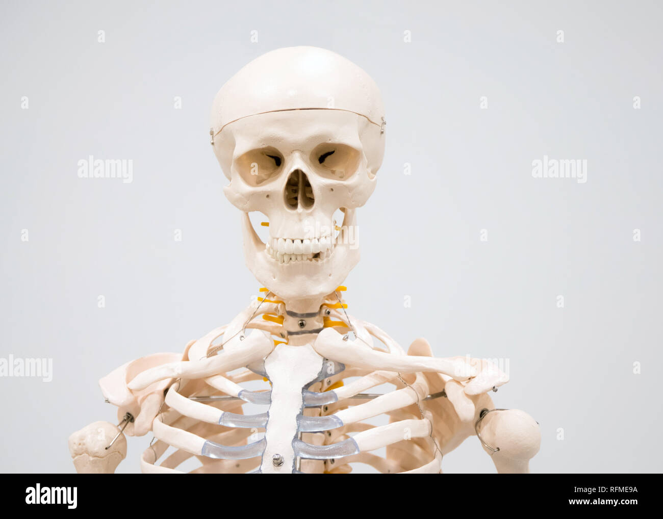 Decorativo scheletro umano modello e il teschio sul display in ospedale per studiare Foto Stock
