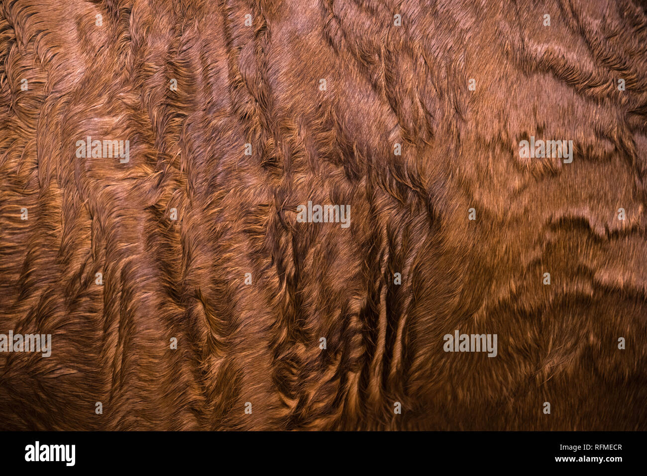 La pelliccia di sfondo per la progettazione, close up brown pedigree cavallo la texture della pelle. Close up Foto Stock