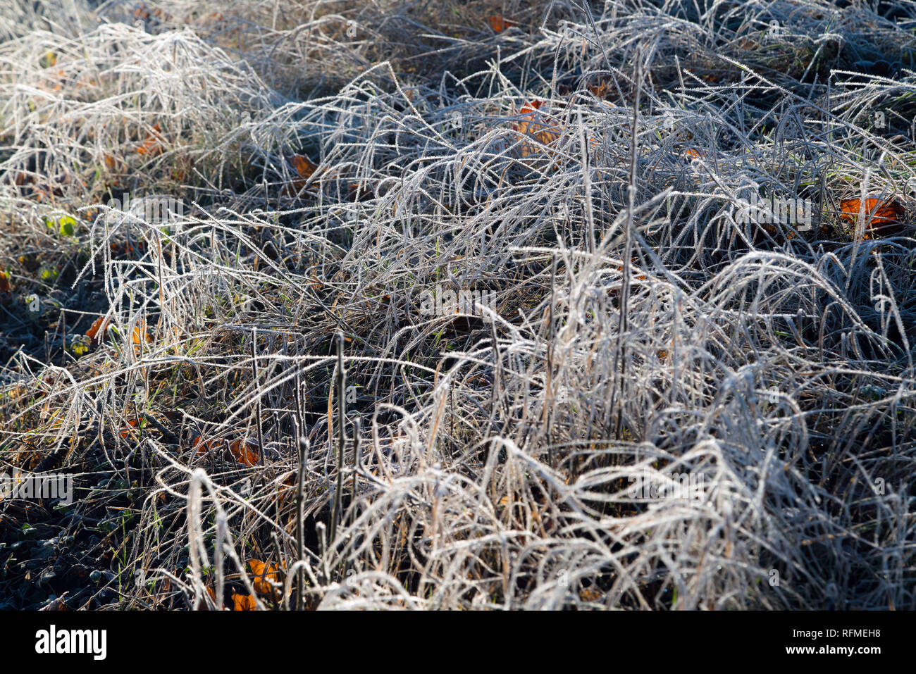 La mattina presto congelati brina erba in inizio autunno mattina. Il pupazzo di neve alle piante del giardino, si avvicina il tempo di inverno Foto Stock