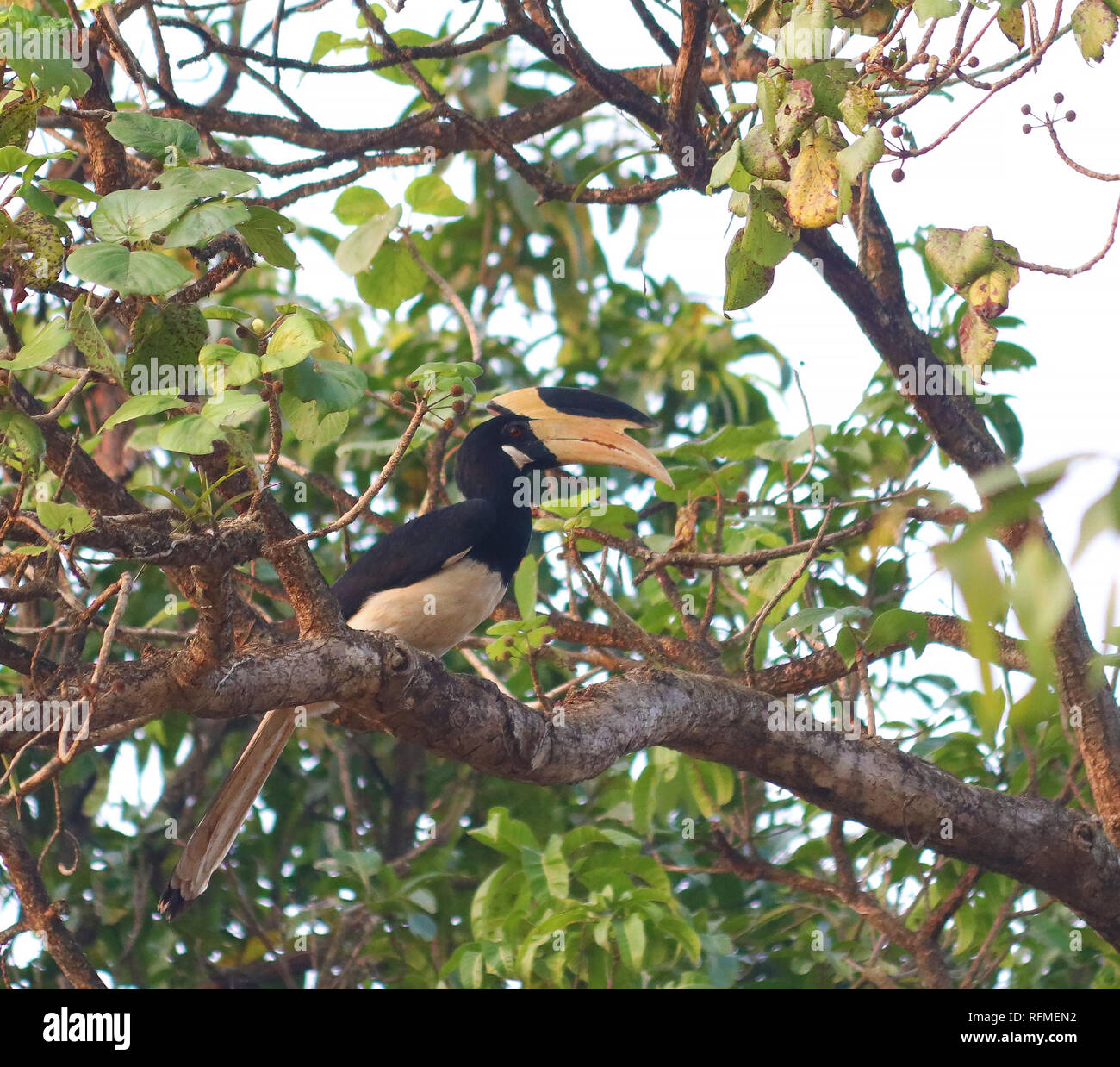 Il Malabar Pied Hornbill appollaiate su un ramo di un albero Foto Stock