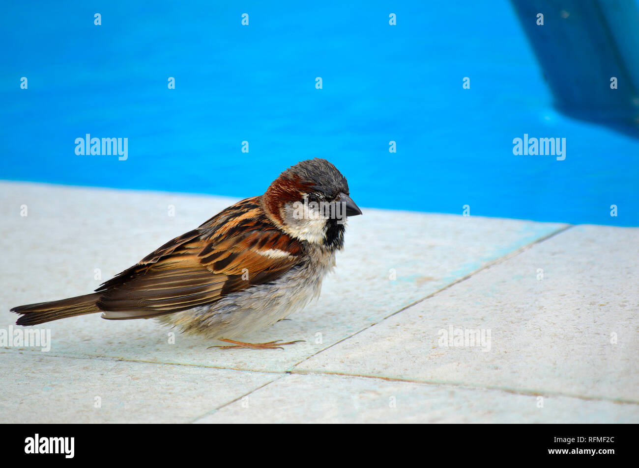 Casa passero nome latino Passer montanus dalla piscina Foto Stock