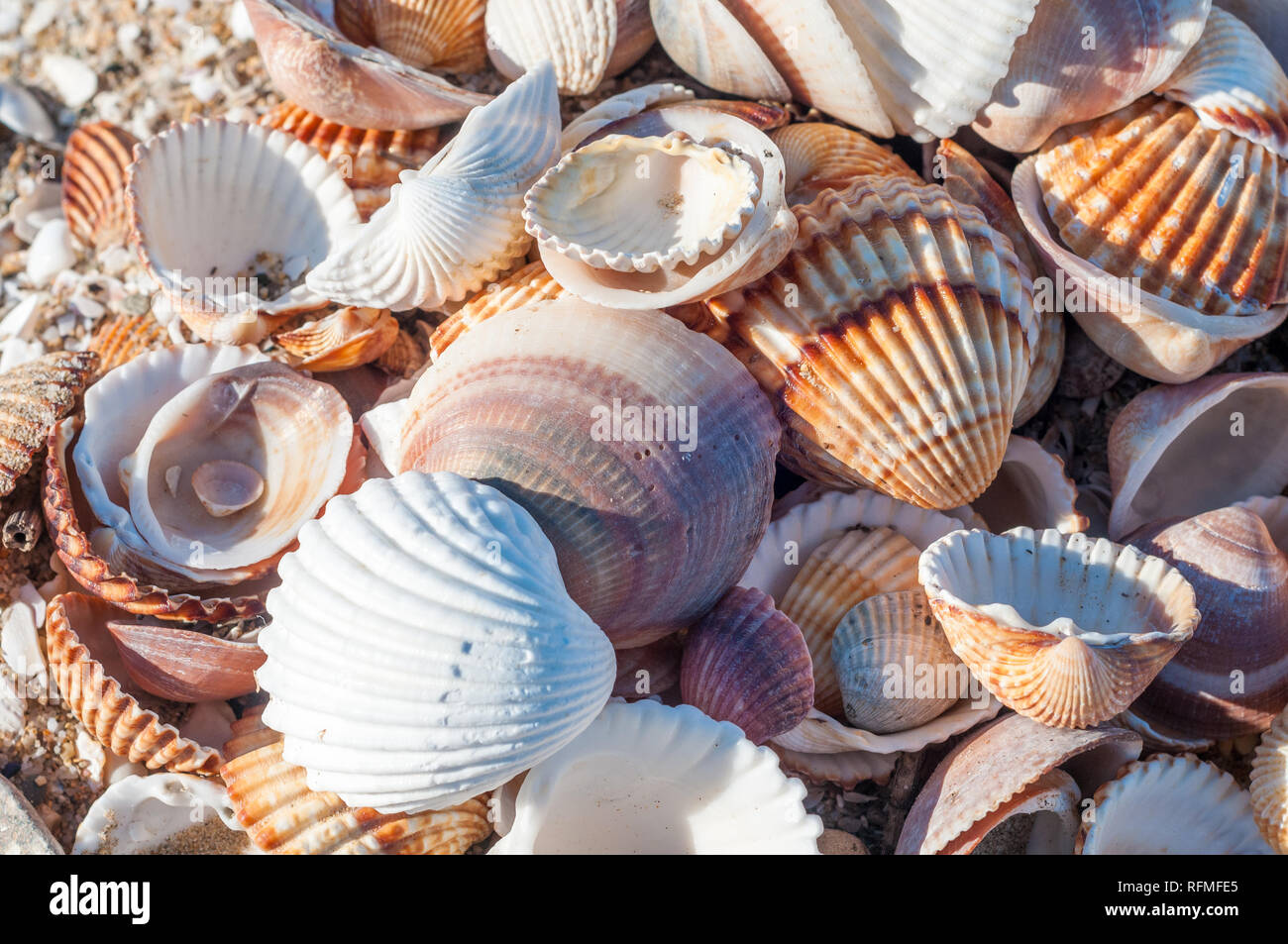 Conchiglie sulla spiaggia, Cerastoderma edule, increspatura comune Foto Stock