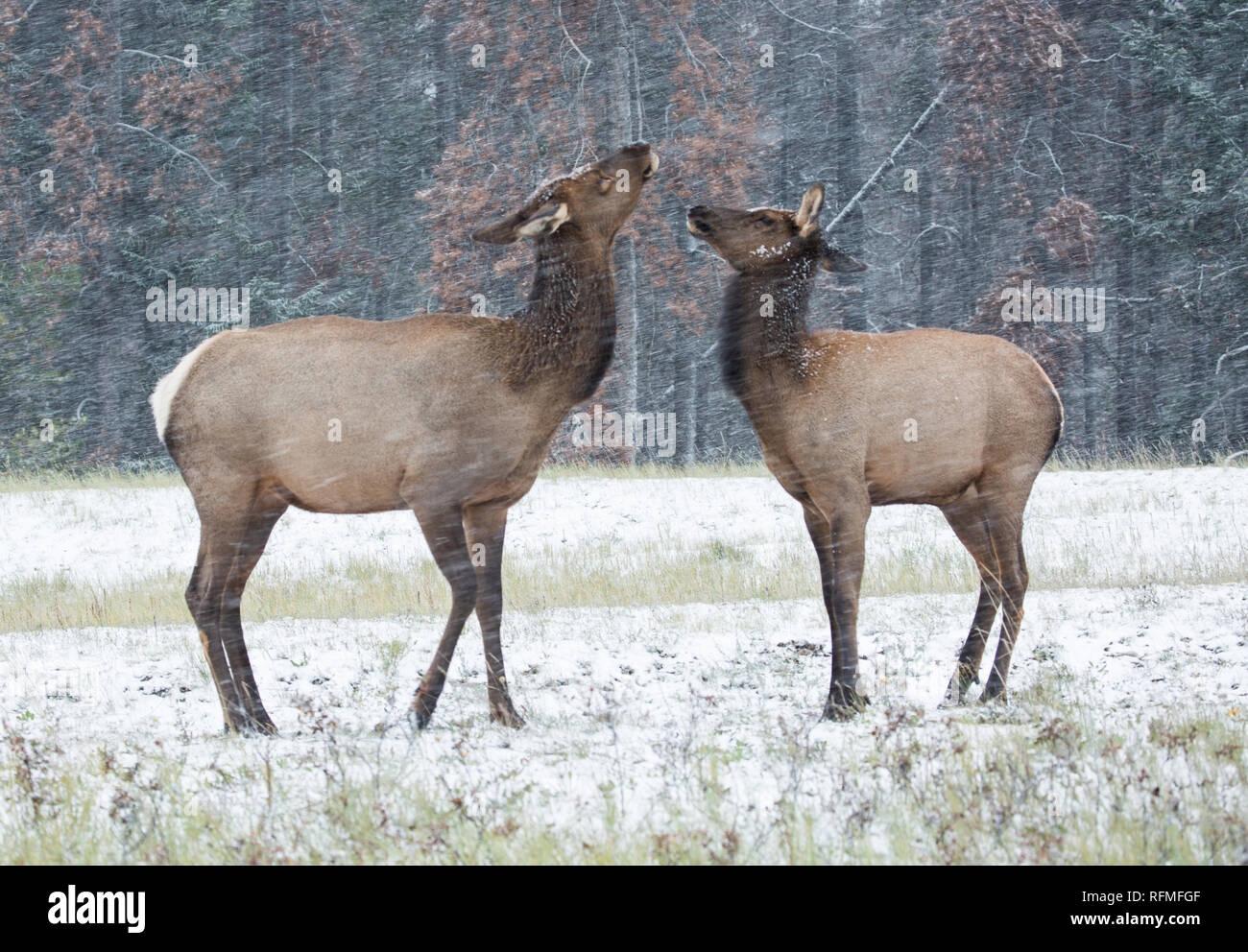Due femmine Elk che hanno uno stand fuori nella neve Foto Stock