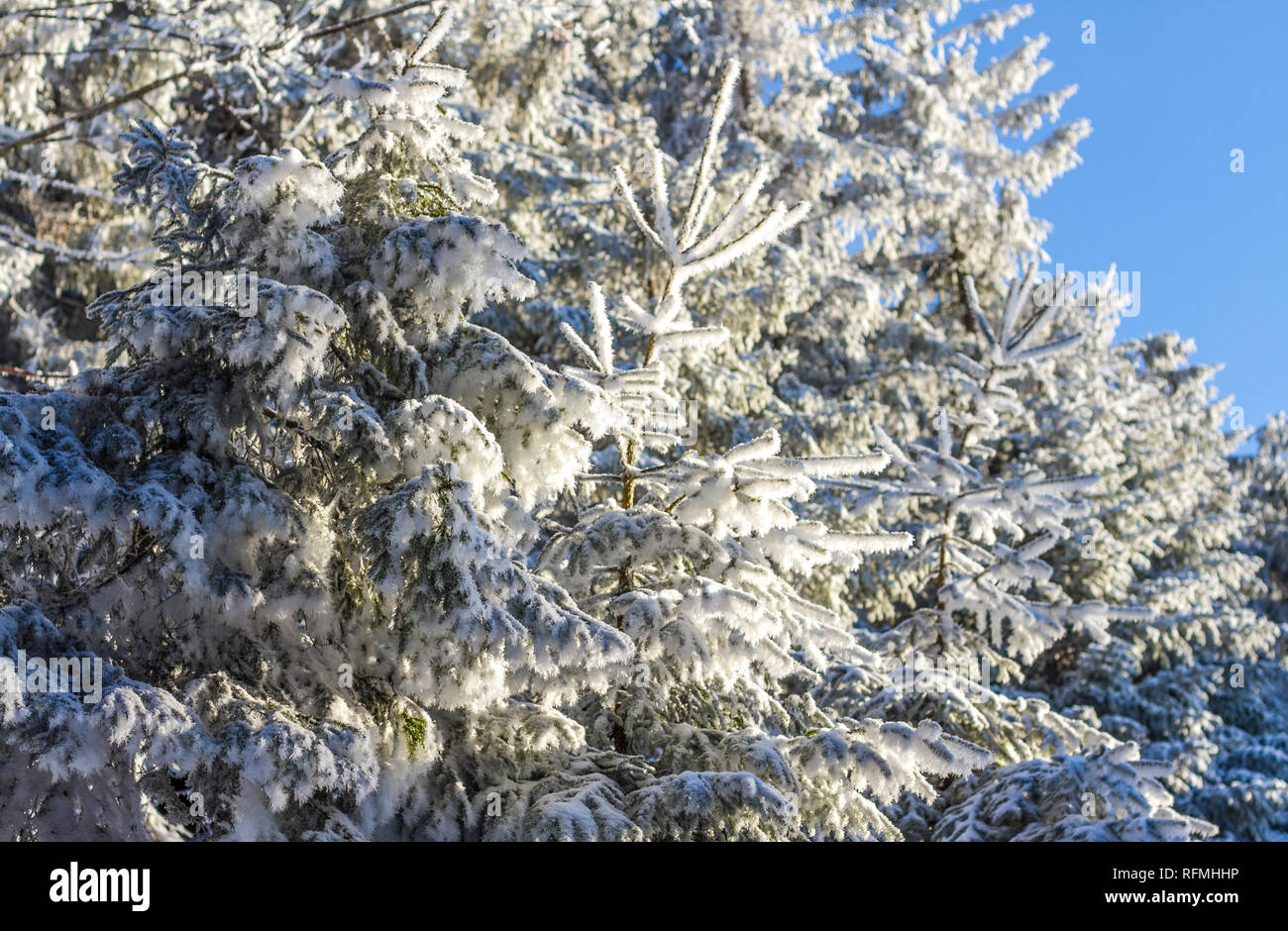 Bella bianco paesaggio innevato presso la Foresta Nera in Germania meridionale Foto Stock