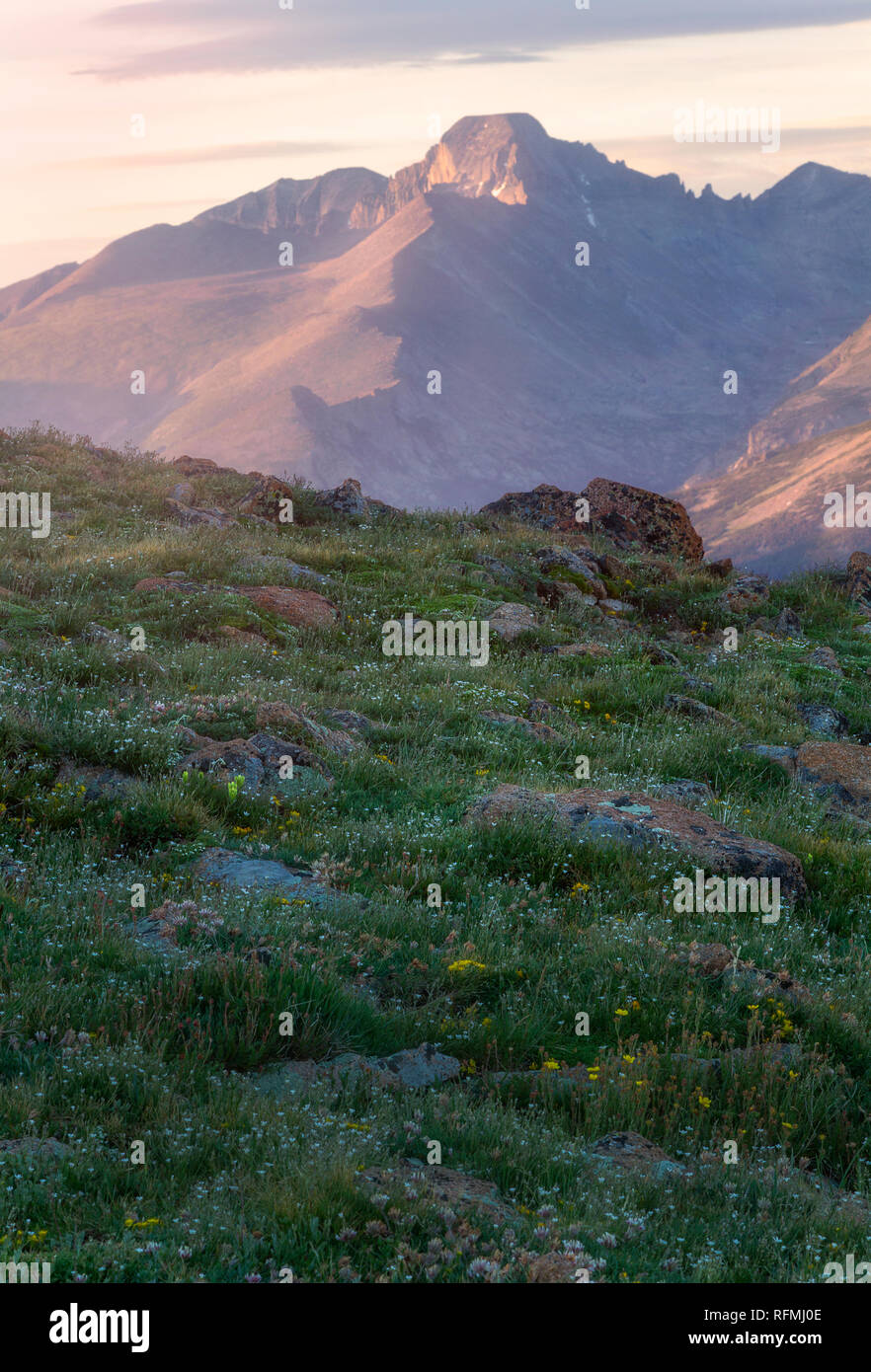 La tundra fiori selvaggi crescono sulla luce del sole di mattina su Trail Ridge Road con Longs Peak incandescente nella luce Foto Stock