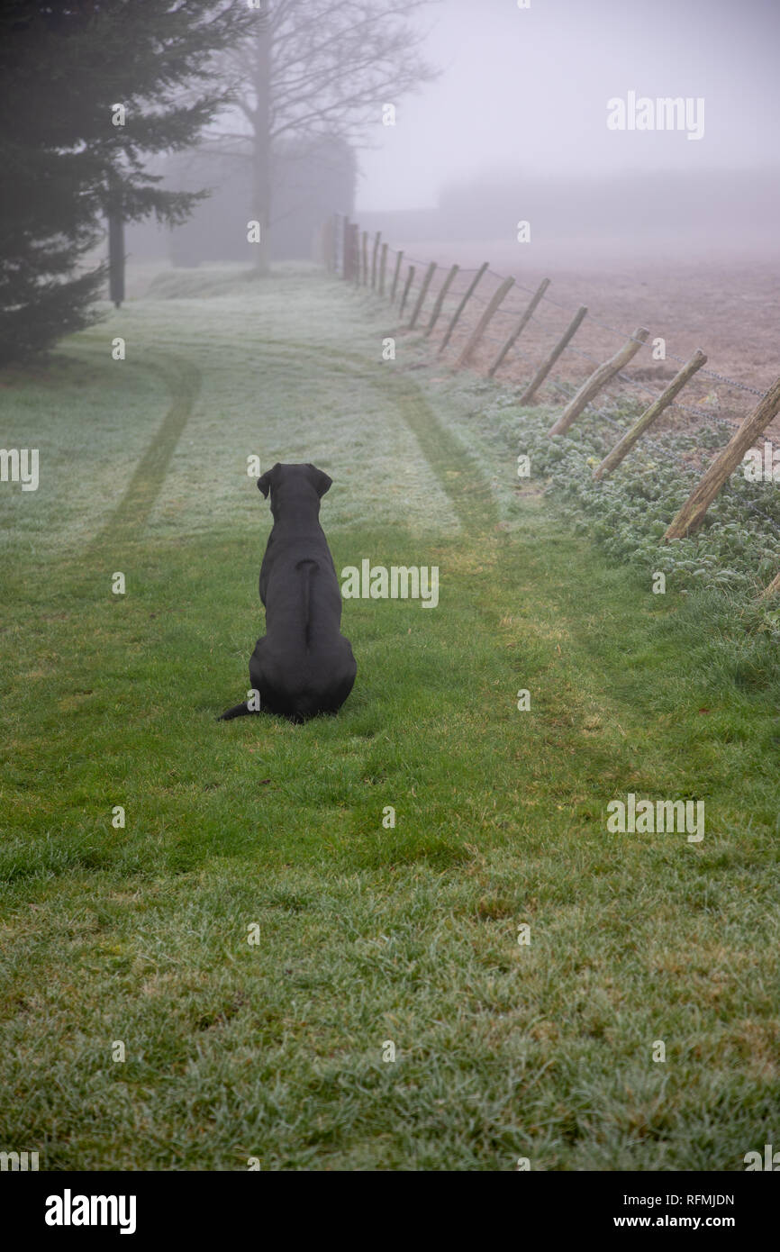 Il Labrador nero croce Ridgeback rhodesiano cane in attesa per maestri veicolo per tornare Foto Stock