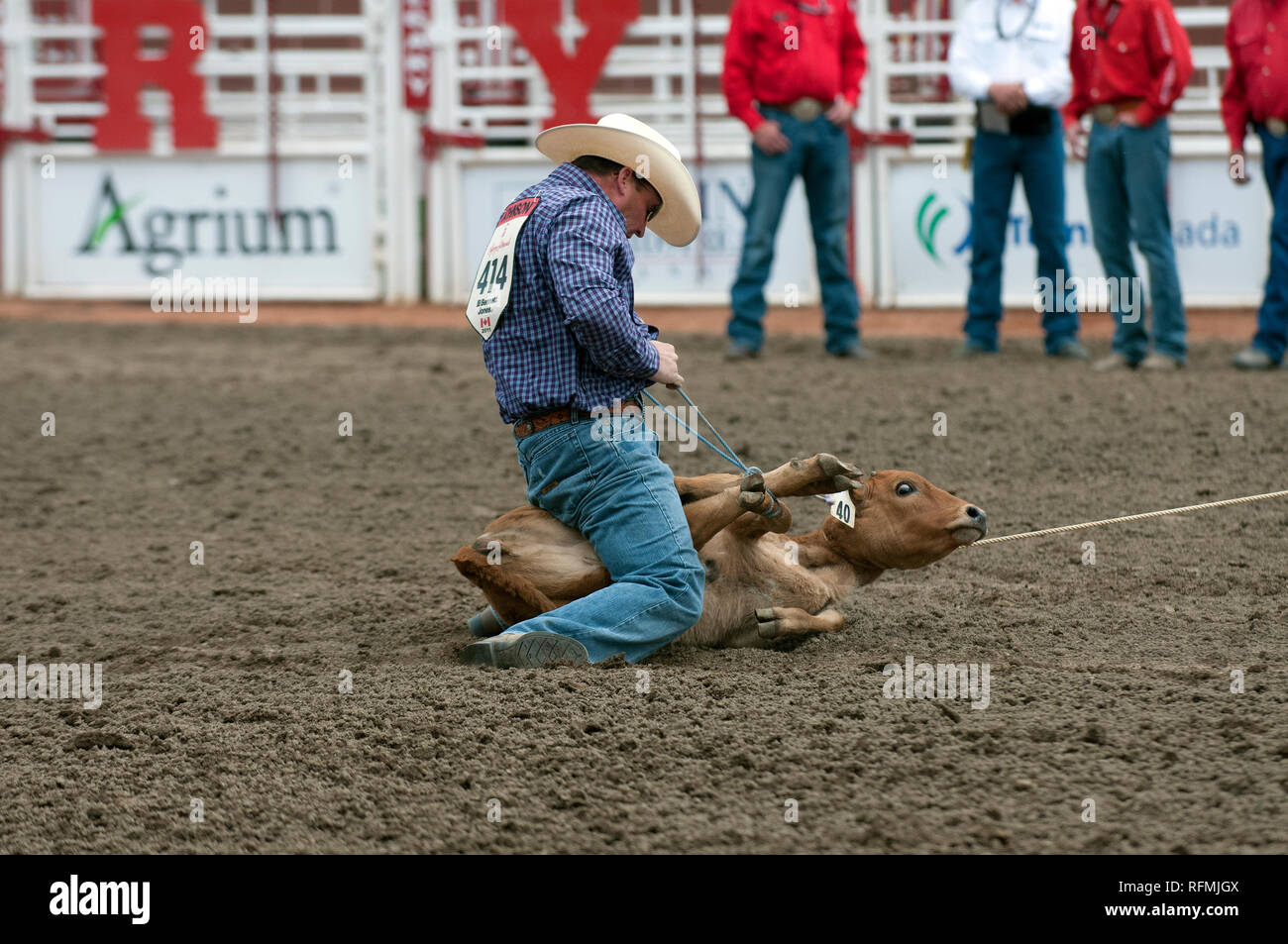 Cowboy e vitello in tie-down roping gara a Calgary Stampede, Calgary, Alberta, Canada Foto Stock