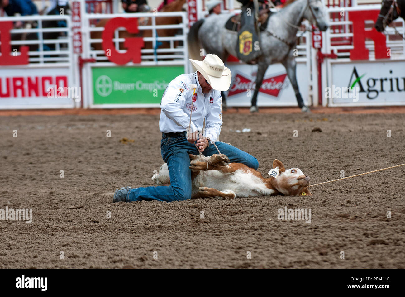 Cowboy e vitello in tie-down roping gara a Calgary Stampede, Calgary, Alberta, Canada Foto Stock