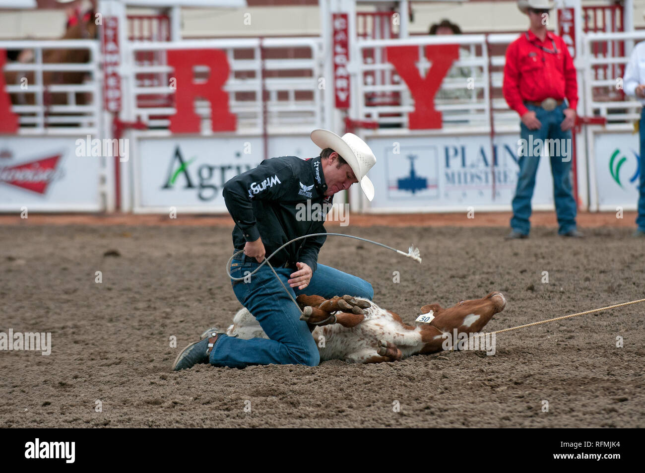 Cowboy e vitello in tie-down roping gara a Calgary Stampede, Calgary, Alberta, Canada Foto Stock