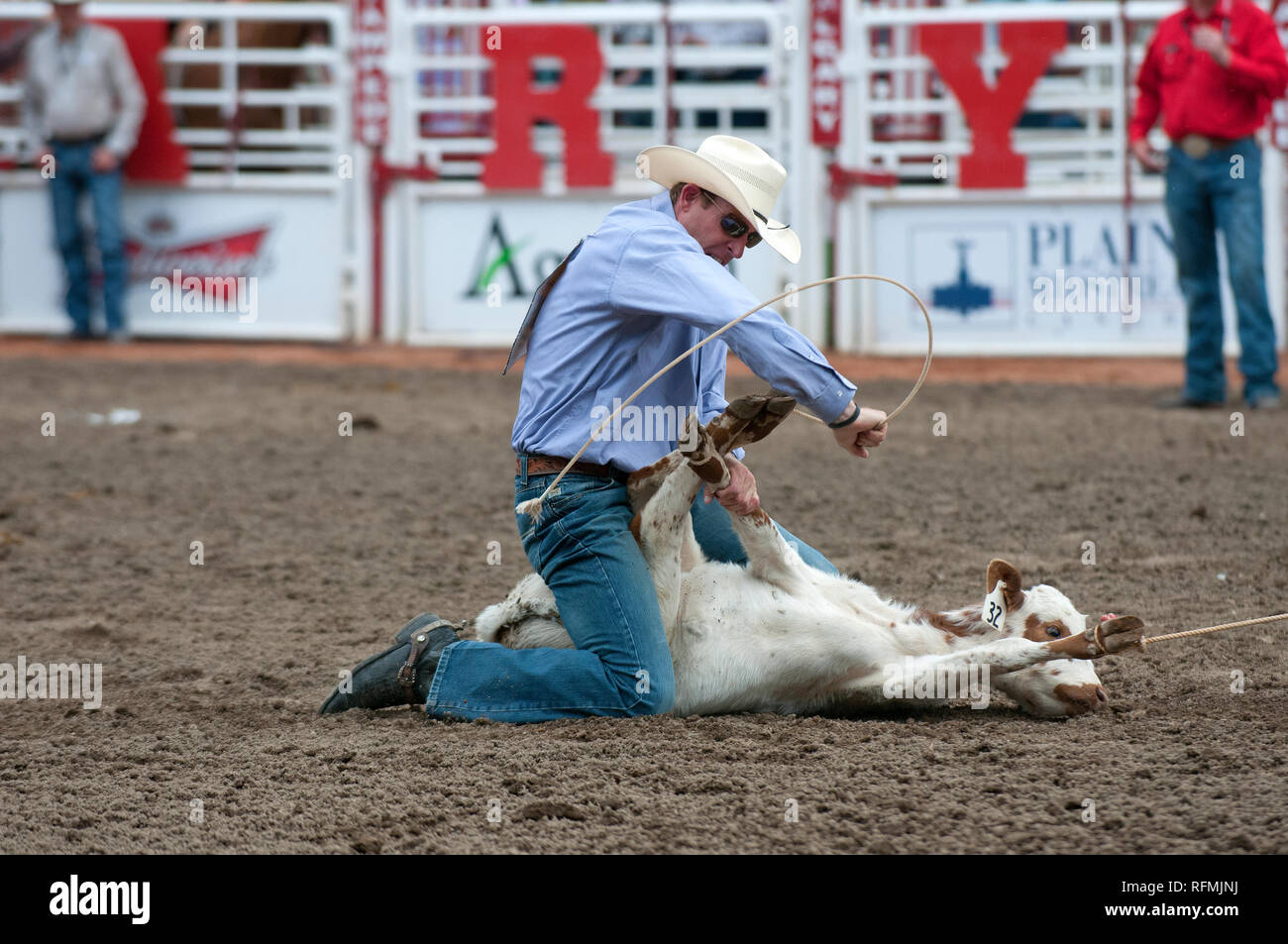 Cowboy e vitello in tie-down roping gara a Calgary Stampede, Calgary, Alberta, Canada Foto Stock