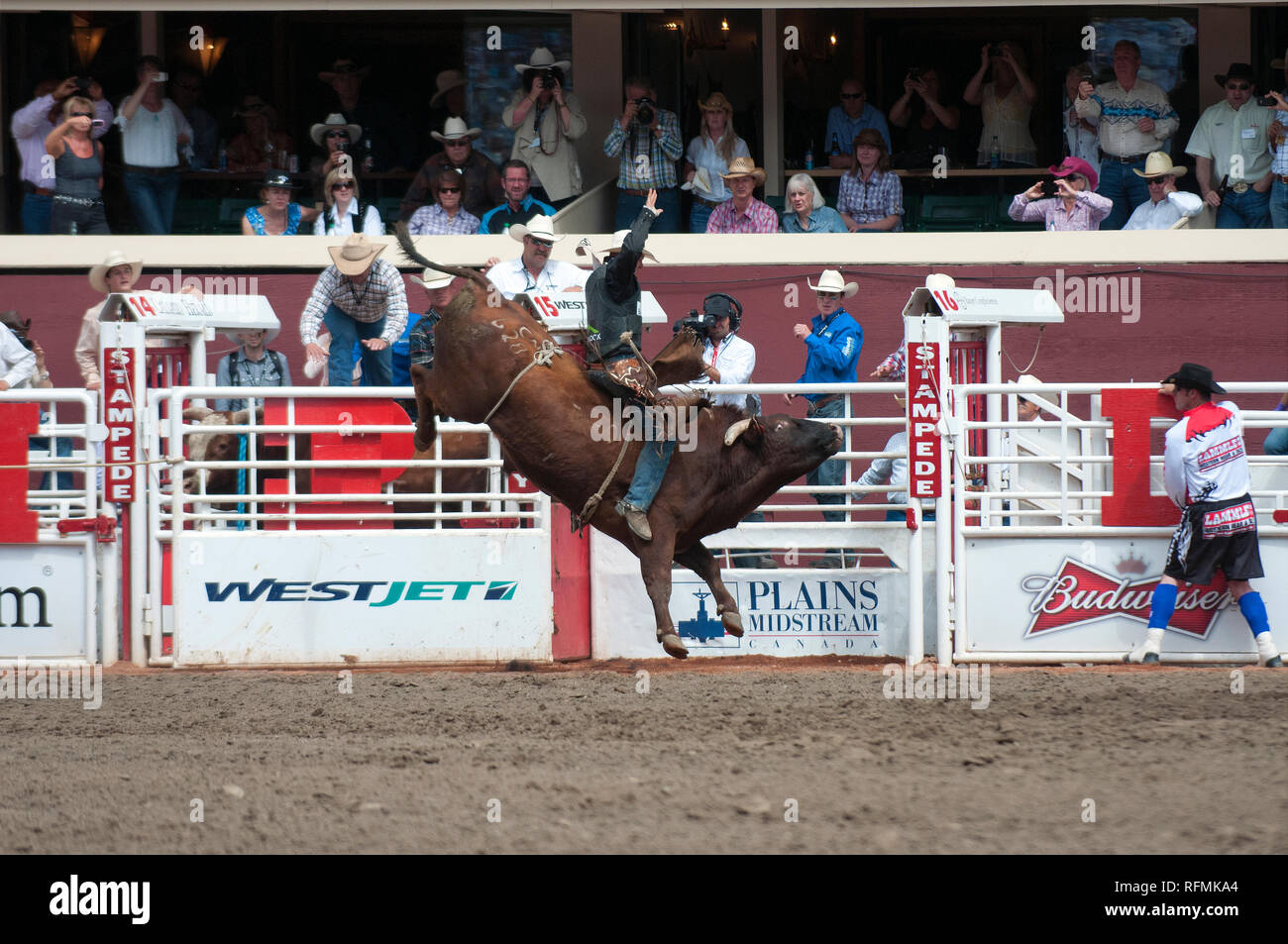 Toro di equitazione a Calgary Stampede, Calgary, Alberta, Canada Foto Stock