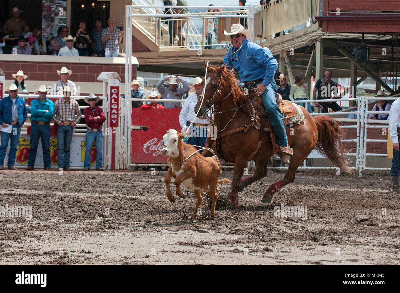 Cowboy e vitello in tie-down roping gara a Calgary Stampede, Calgary, Alberta, Canada Foto Stock