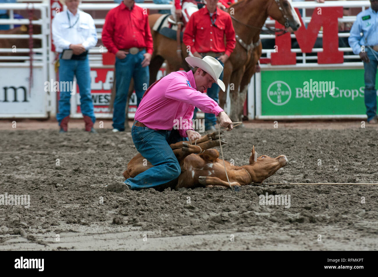 Cowboy e vitello in tie-down roping gara a Calgary Stampede, Calgary, Alberta, Canada Foto Stock