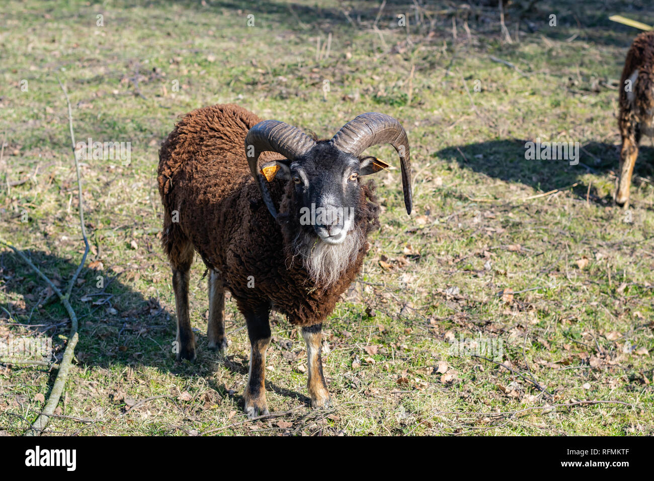 Allevamento di animali e di concetto: ritratto di una pecora soay in una fattoria. Foto Stock