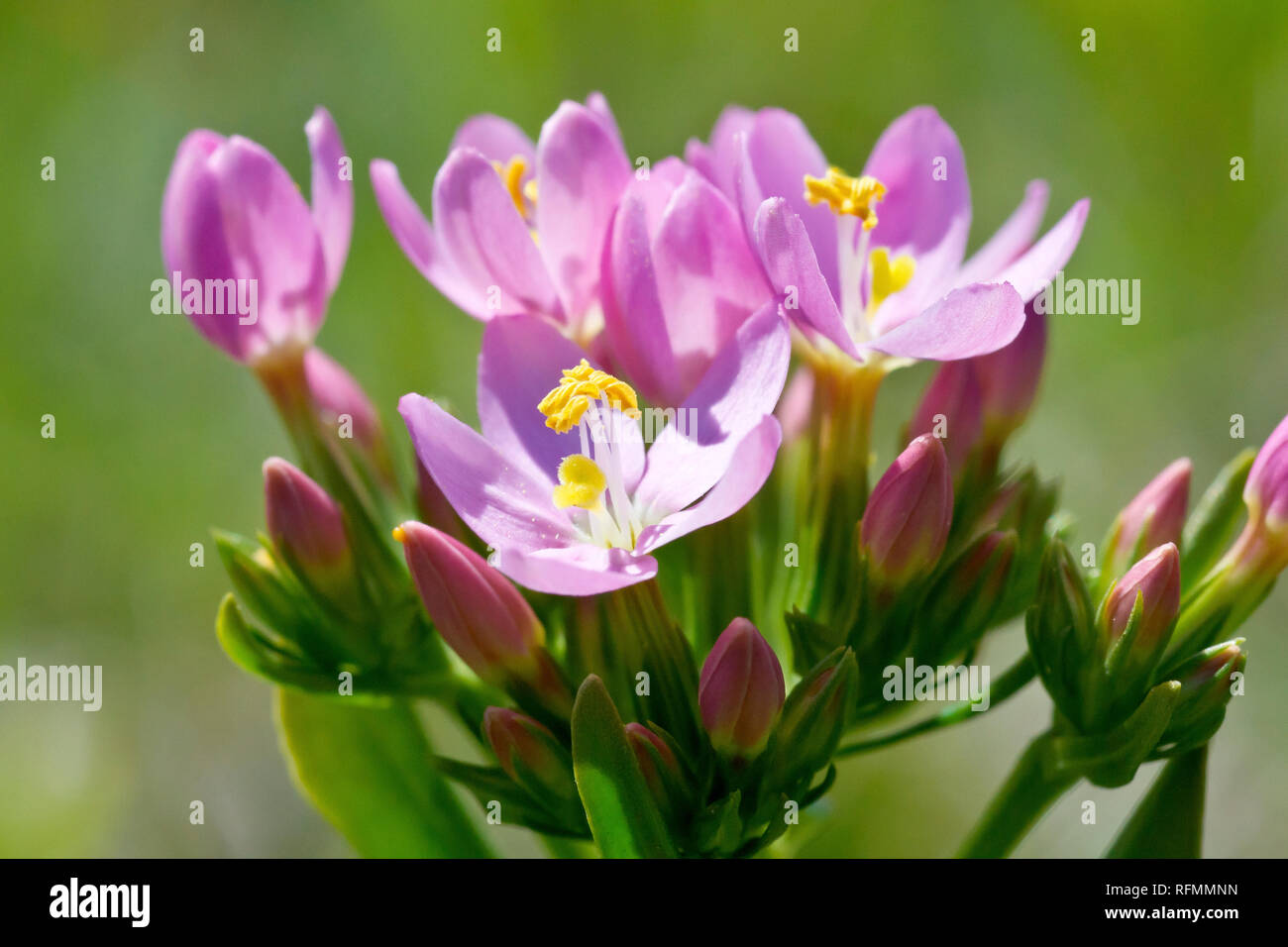 Centaury, probabilmente comune (Centaury centaurium erythraea), eventualmente Seaside Centaury (centaurium littorale), in prossimità di un grappolo di fiori e boccioli Foto Stock