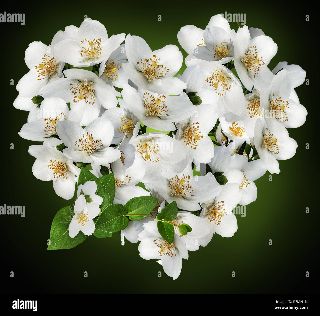 Fiori di gelsomino.cuore fatta di fiori di gelsomino su sfondo bianco.San Valentino. Amore Foto Stock