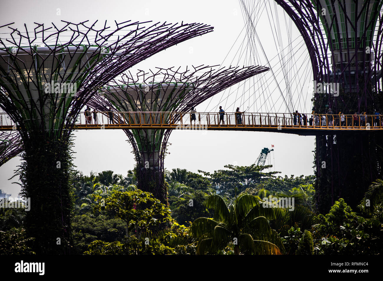 I turisti a piedi sull'OCBC skyway attraverso il Supertree Grove, giardini dalla baia, Singapore Foto Stock