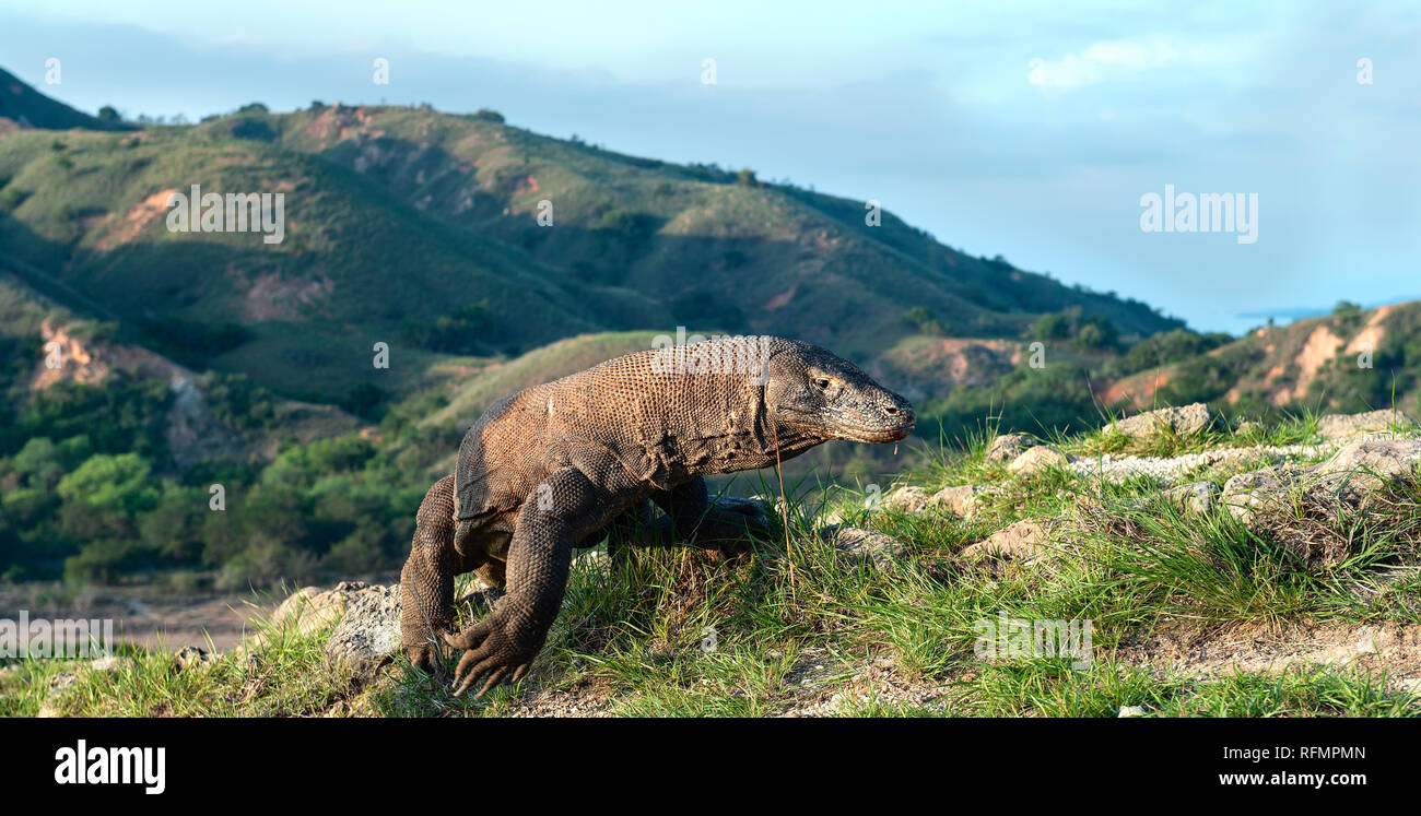 A piedi del drago di Komodo. Nome scientifico: Varanus komodoensis. Più grande del mondo che vive la lucertola in habitat naturali. Isola Rinca. Foto Stock