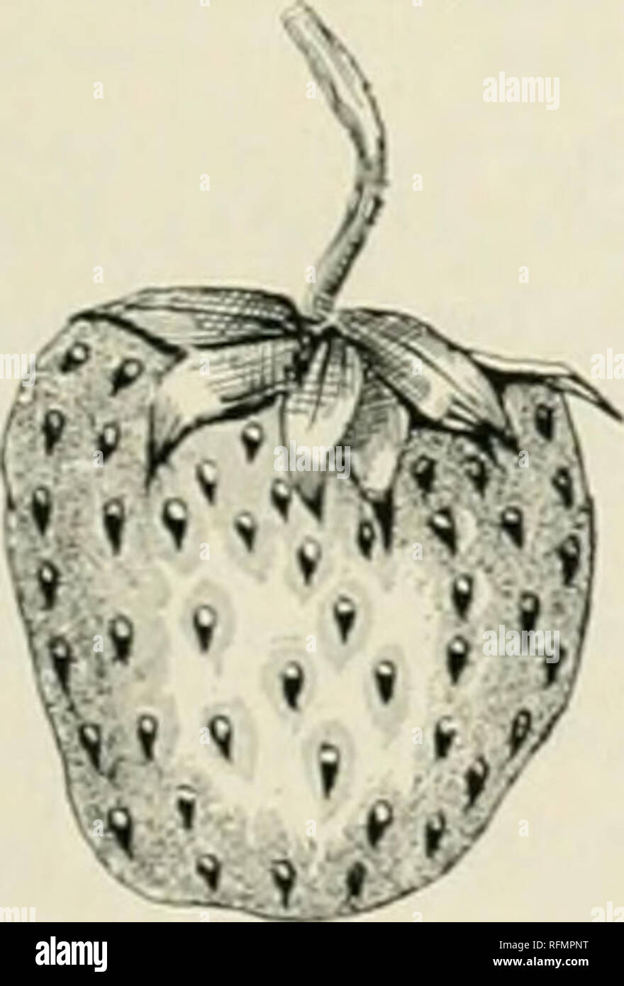 . Il canadese del giardiniere [mensilmente], 1897. Il giardinaggio; Canadian periodici. Varfield{P.). ram pant coltivatore, mak- ing troppo molte piante ; ruggini alcuni capi l'elenco di quest'anno per produttività e si colloca al quarto posto come una precoce yielder. Il frutto non è di grandi dimensioni ma di medie dimensioni e di colore molto scuro colore rosso cremisi; impresa ; una buona varietà di mercato e uno dei migliori per Canning. Sui terreni leggeri e nel mare asciutto- figli, spesso si asciuga e dà molto scarse rese ; ma per lavori pesanti di suoli umidi, è uno dei migliori. Fig. 112S âV.k- campo. L.T1': V.RIETIES. Le varietà tardive non sono di regola in modo redditizio Foto Stock