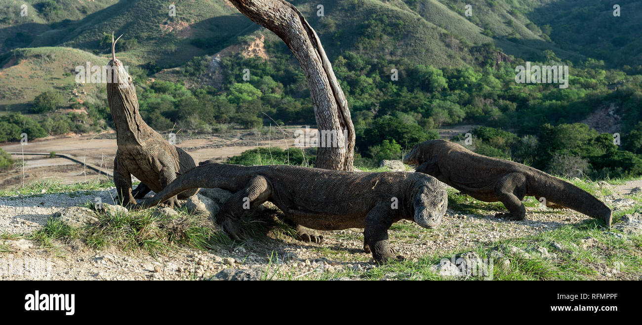 Il drago di Komodo solleva la sua testa e odora di aria. Nome scientifico: Varanus komodoensis. Habitat naturale. È la più grande lucertola vivente nel wo Foto Stock