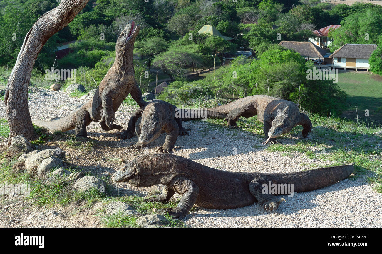 Il drago di Komodo ha sollevato la testa e ha aperto una bocca. Più grande lucertola vivente nel mondo. Nome scientifico: Varanus komodoensis. Habitat naturale, Islan Foto Stock