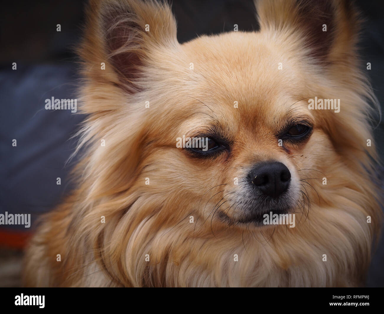 Cane di Pomeranian Foto Stock