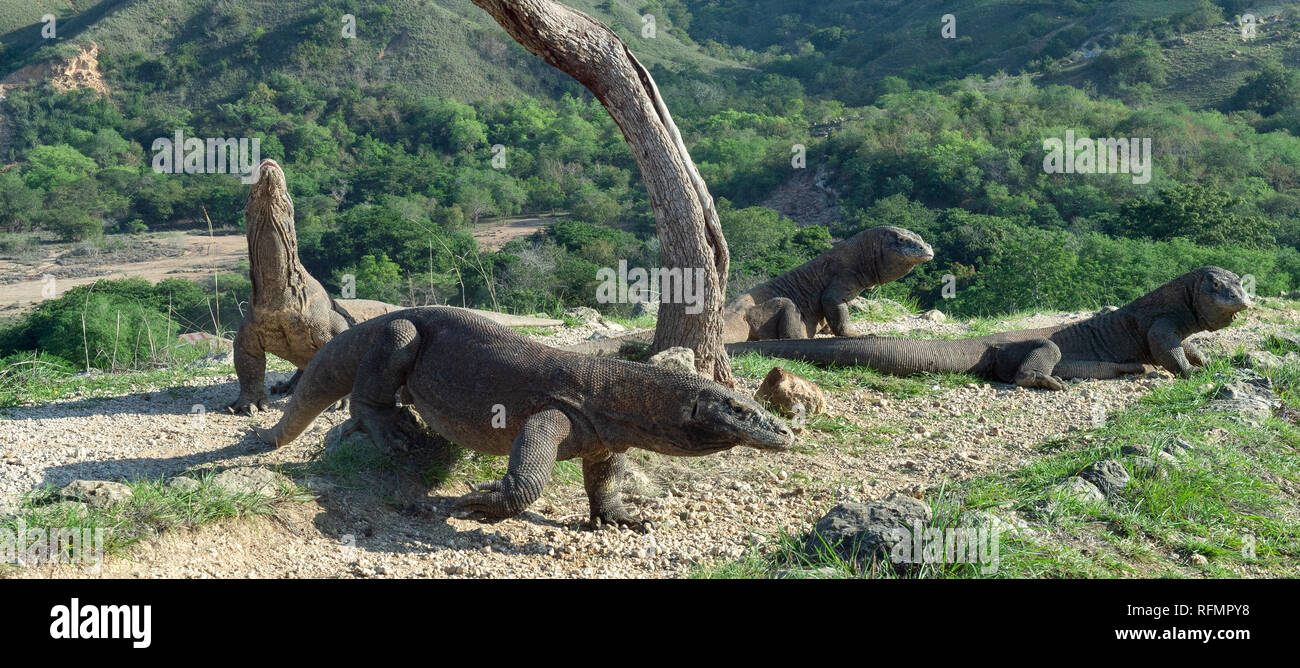 Il drago di Komodo solleva la sua testa e odora di aria. Nome scientifico: Varanus komodoensis. Habitat naturale. È la più grande lucertola vivente nel wo Foto Stock