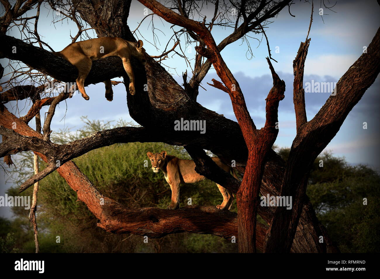 Tree Climbing Lions del Tarangire, Tanzania Foto Stock