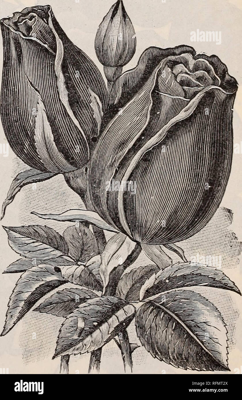 . Gemme floreali. Vivai (orticoltura) Ohio Springfield cataloghi; piante ornamentali, cataloghi; fiori cataloghi; lampadine (piante) Cataloghi. MOSELLA IL NUOVO WICHUCRlAZMcA rose. Queste affascinanti le rose sono della stessa creeping abitudine come Rosa Wichuriana, finale sul terreno o strisciante sui tronchi di alberi e di pilastri con delizioso effetto. Essi sono molto belli per le loro foglie da soli, che è tagliata finemente, spesse e coriacee, brillante lucido profondo-verde, tenere- ing in perfezione fino al midwinter. I fiori sono exquis- itely bella, deliziosamente fragrante e sostenuti nella maggior profusione Foto Stock