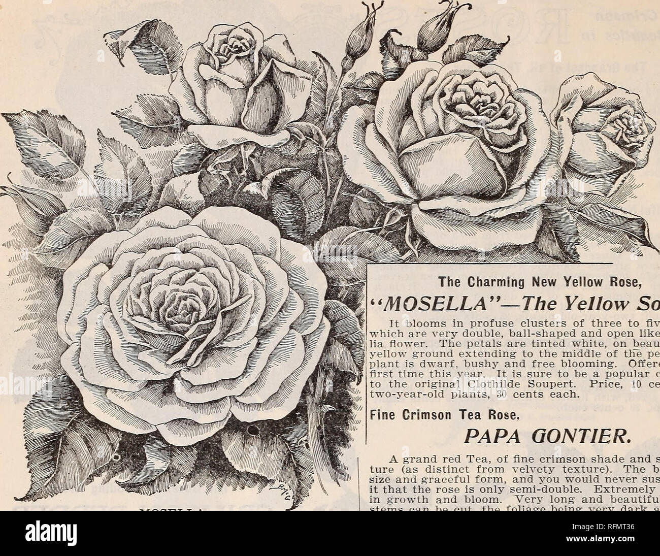 . Gemme floreali. Vivai (orticoltura) Ohio Springfield cataloghi; piante ornamentali, cataloghi; fiori cataloghi; lampadine (piante) Cataloghi. 12 McGregor fratelli, fioristi, Springfield, Ohio. MOSELLA IL NUOVO WICHUCRlAZMcA rose. Queste affascinanti le rose sono della stessa creeping abitudine come Rosa Wichuriana, finale sul terreno o strisciante sui tronchi di alberi e di pilastri con delizioso effetto. Essi sono molto belli per le loro foglie da soli, che è tagliata finemente, spesse e coriacee, brillante lucido profondo-verde, tenere- ing in perfezione fino al midwinter. I fiori sono exquis- itely bella, delic Foto Stock