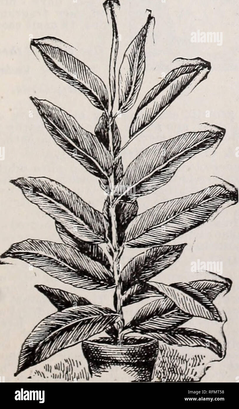 . Gemme floreali per la fioritura invernale: autunno 1899. Vivai (orticoltura) Ohio Springfield cataloghi; piante ornamentali, cataloghi; fiori cataloghi; lampadine (piante) Cataloghi. Il Cocos Weddellianao ...PaLMS... Ora sono indispensabili in tutte le decorazioni, se per appartamenti, conservato- ries, o per letti tropicale in estate. Il seguente è un elenco di selezionare i migliori tipi, e quelli che sono meglio adattata per la casa della cultura. Avviso-può essere bene a dichiarare qui che i giovani palme non resem. ble l'illustrazione, poiché esse non mostrano il loro carattere foglie fino al secondo o terzo anno Foto Stock