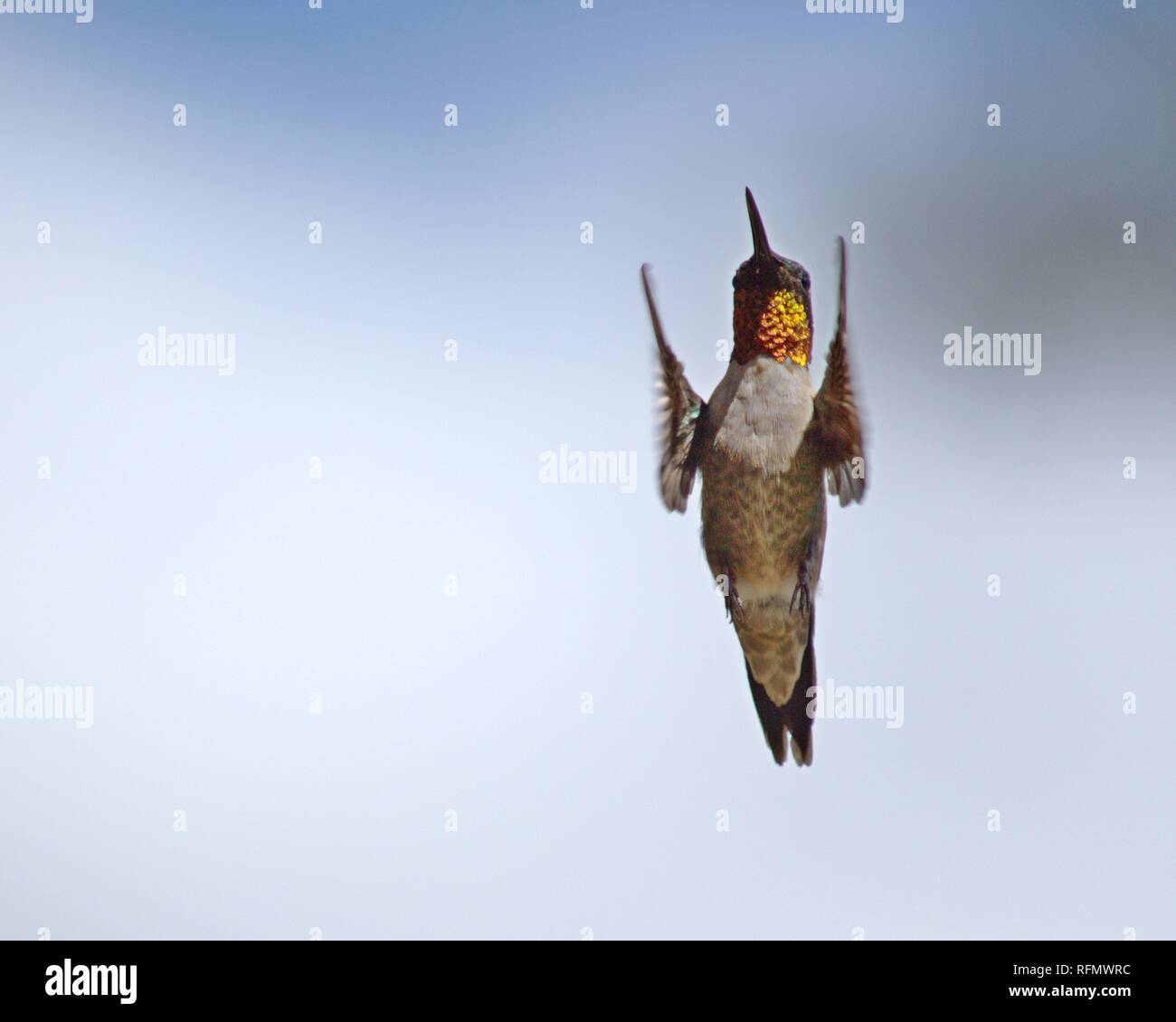 Ruby-throated hummingbird in volo. Foto Stock
