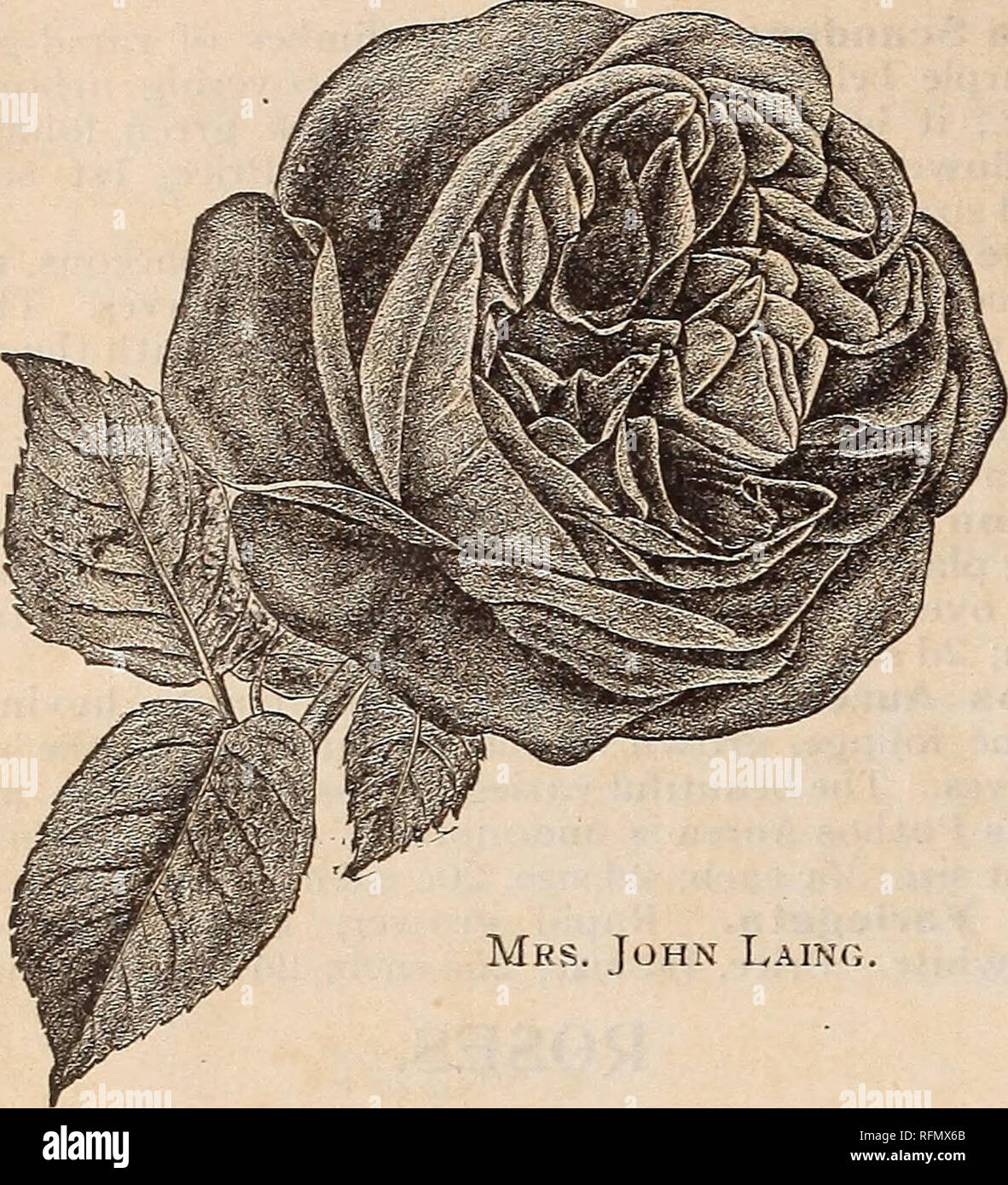 . Vivaio dal lontano nord. Vivaio Minnesota cataloghi; alberi piantine cataloghi; fiori Semi cataloghi; piante ornamentali, cataloghi. 32 IL JEWELL società vivaio, LAKE CITY, DCIM.. La sig.ra John Laing. Anne de Diesbach. Gloria della Francia. Un bel ombra del carmine; molto grande. Un superbo giardino ordina, fragrante; uno dei hardiest. Preziosa per forzamento. La contessa di Oxford. Bright carmine, scoloritura sotto il sole; molto grande e pieno, non profumato legno, quasi priva di spine; foli- età molto bello, grande e distinte; ammenda ir la bud. Valu- in grado di forzare. Fischer Holmes. Profonda crims incandescente Foto Stock