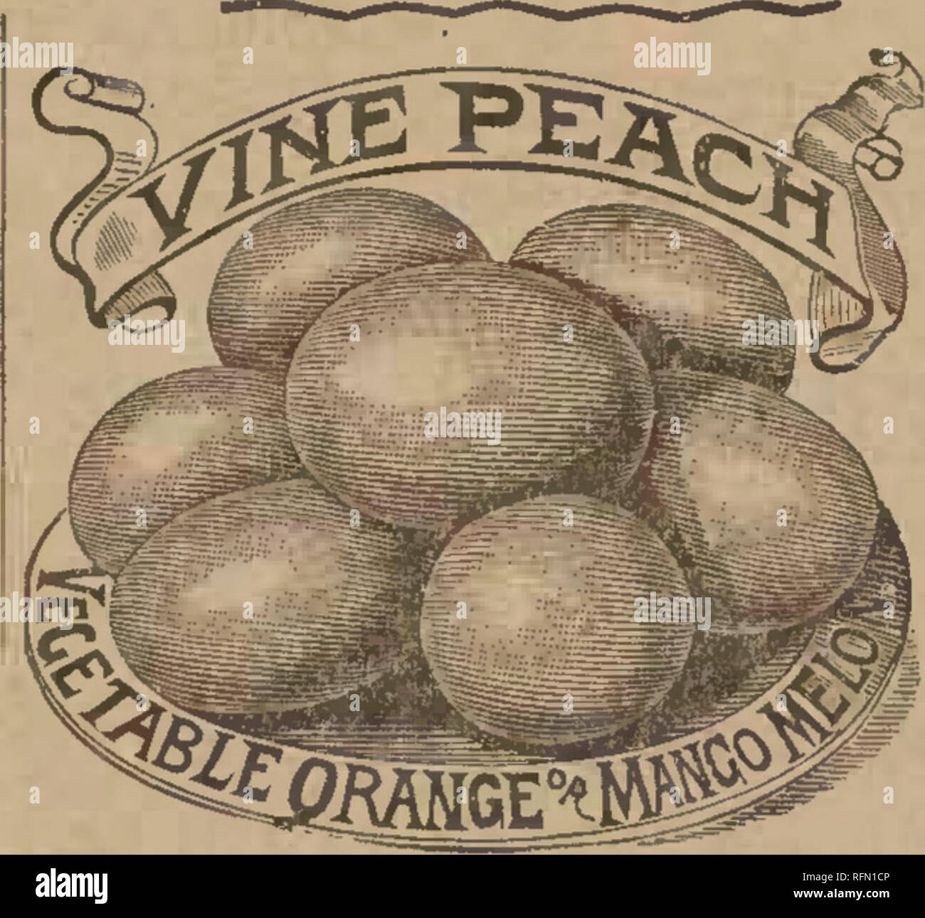 . La molla 1897. Vivaio Wisconsin Cataloghi Cataloghi di frutta; fiori Semi cataloghi; semi di ortaggi cataloghi; cereali semi di graminacee cataloghi; semi di graminacee cataloghi. Un grand melone, sottoposti a elaborazione OR; carne succosa, denso e dolce. Vite Peach^Vegctable Orang^c o Mango melone. Crescere su vite stessa come i meloni; il frutto è la dimensione esatta, il colore e la forma di un'arancia, del delizioso profumo, pared e tagliato a fette e fritto nel burro sono deliziosi, essendo uguale se non superiore a pastinaca. Per le conserve che sono splendide e di manghi sono considerati su- perior ai peperoni. Pkg., lOc; B pkgs , 25c. Melograno. Simi Foto Stock