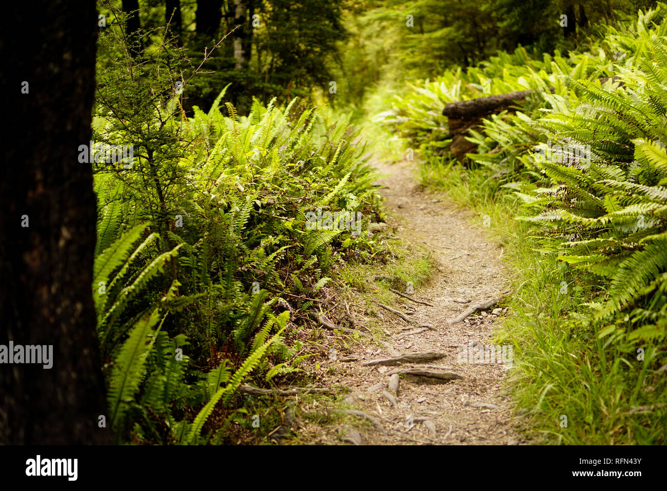 Una tranquilla strada forestale in Nuova Zelanda con ricca di felci di verde e marrone scuro alberi.una tranquilla passeggiata nei boschi. Foto scattata nella Foresta di Oxford, NZ, nel 2019. Foto Stock