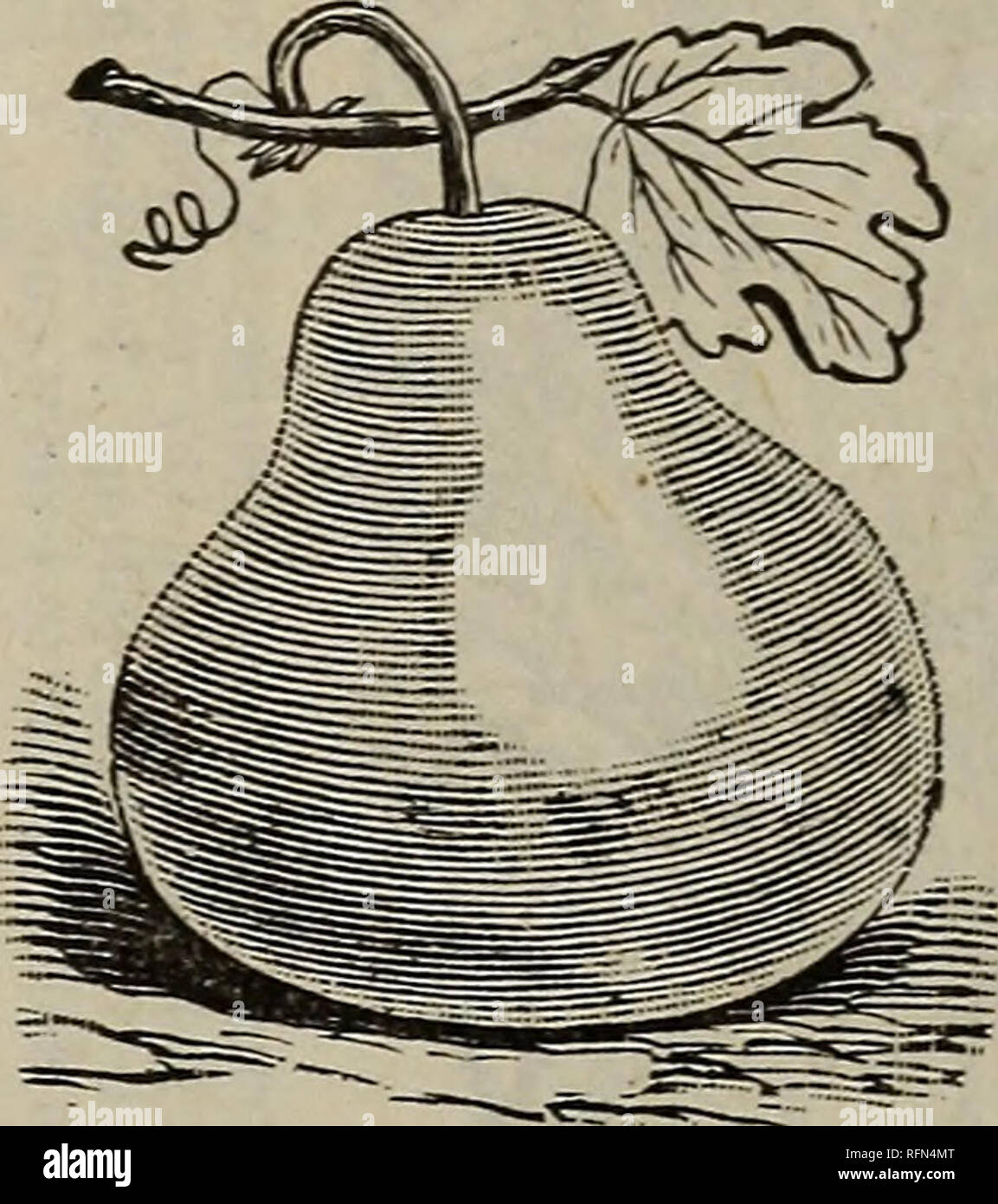 . Catalogo illustrato della testata semi giardino : selezionate appositamente per gli acquirenti critici. Vivaio nello Stato di New York) cataloghi; semi di ortaggi cataloghi. Il canale di zucchero di zucca. Queste zucche sono molto utili per molti scopi domestici, quali benne, bas- kets, nest-scatole, sapone e sale piatti, e per immagazzinare la Win- ter il lardo. Crescono di holl da 4 a 10 gal- lons ciascuna, sono spessi e duri gusci, molto leggero ma resistente, che è stata mantenuta in uso come lungo come dieci anni. Pkt. 5 c, 6 per 25 cts, MAMMOTH di rabarbaro, o pie-^LANT. I suoi culmi sono molto usati per torte, crostate, ecc. Ogni garaen dovrebbe avere Foto Stock