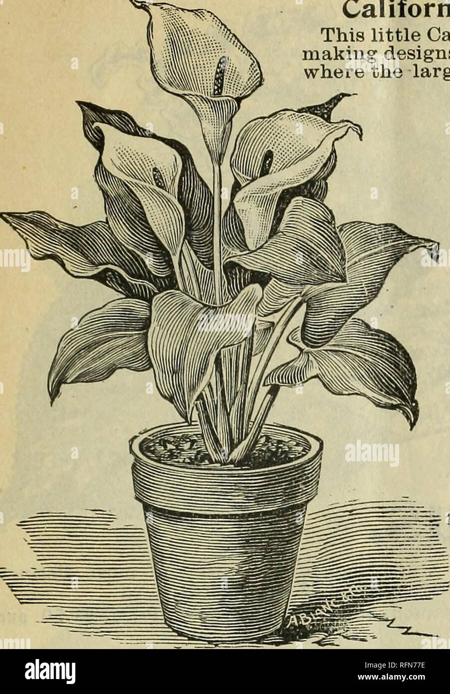 Mcgregor Fratelli Prezzi All Ingrosso Di Piante Per Fioristi Per L Autunno Del 1897 Vivai Orticoltura Ohio Springfield Cataloghi Fiori Cataloghi Lampadine Piante Cataloghi Mcgregor Fratelli Prezzi All Ingrosso Springfield O 7 California