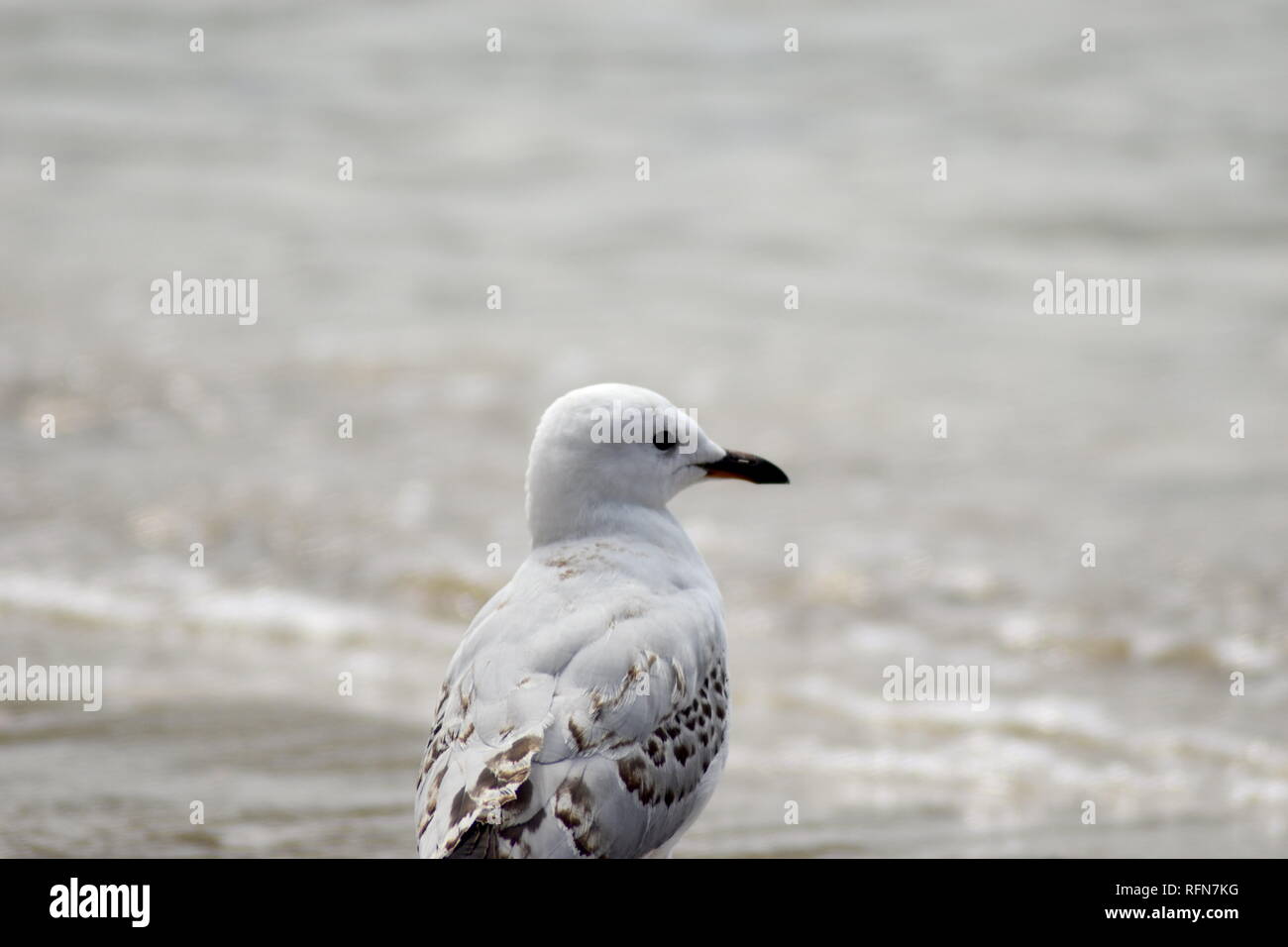Profilo di Red fatturati Seagull, incorniciato contro l'oceano sullo sfondo. Foto Stock