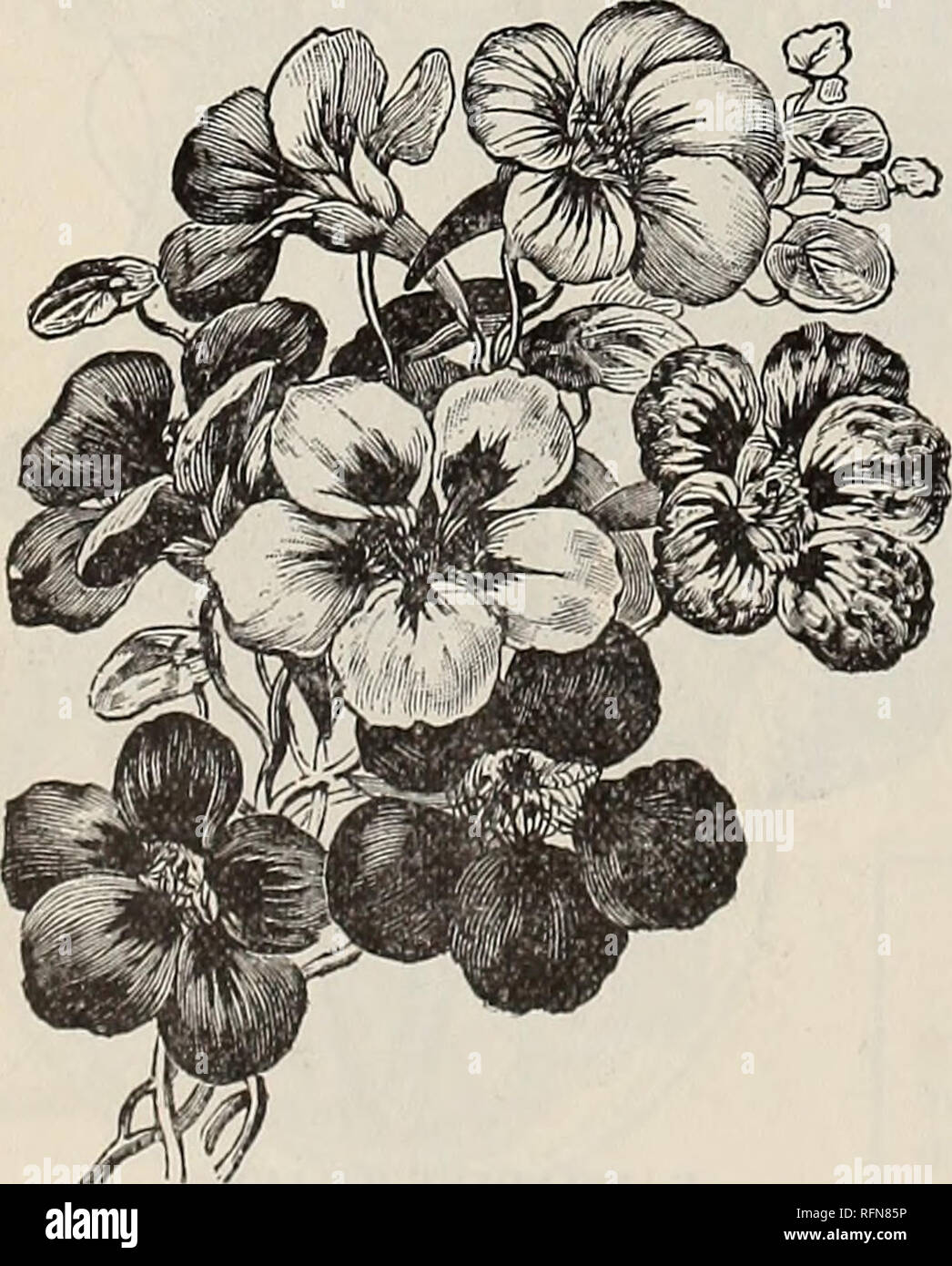 . Leonard catalogo illustrato : 1897. Vivaio Illinois Chicago cataloghi; fiori Semi cataloghi; semi di ortaggi cataloghi; semi di graminacee cataloghi; attrezzi agricoli cataloghi. Comet Aster. Signora Gunter's Nasturtiums il. Salendo i Nasturzi Signora CUNTERS ibridi. Questi nuovi nasturtiums il non avere uguale, molto sottili ibridi compreso attraverso una grande varietà di colori. Sfumature di rosa salmone, rosso brillante, giallo, self colori, anche con striping e macchiato. Foglie scure. Libero e bloomers continuo-tutti i colori miscelati. Per pacchetto, 10c. / Un selvaggio fiore giardino. Una miscela di molte varietà di bellissimi Foto Stock