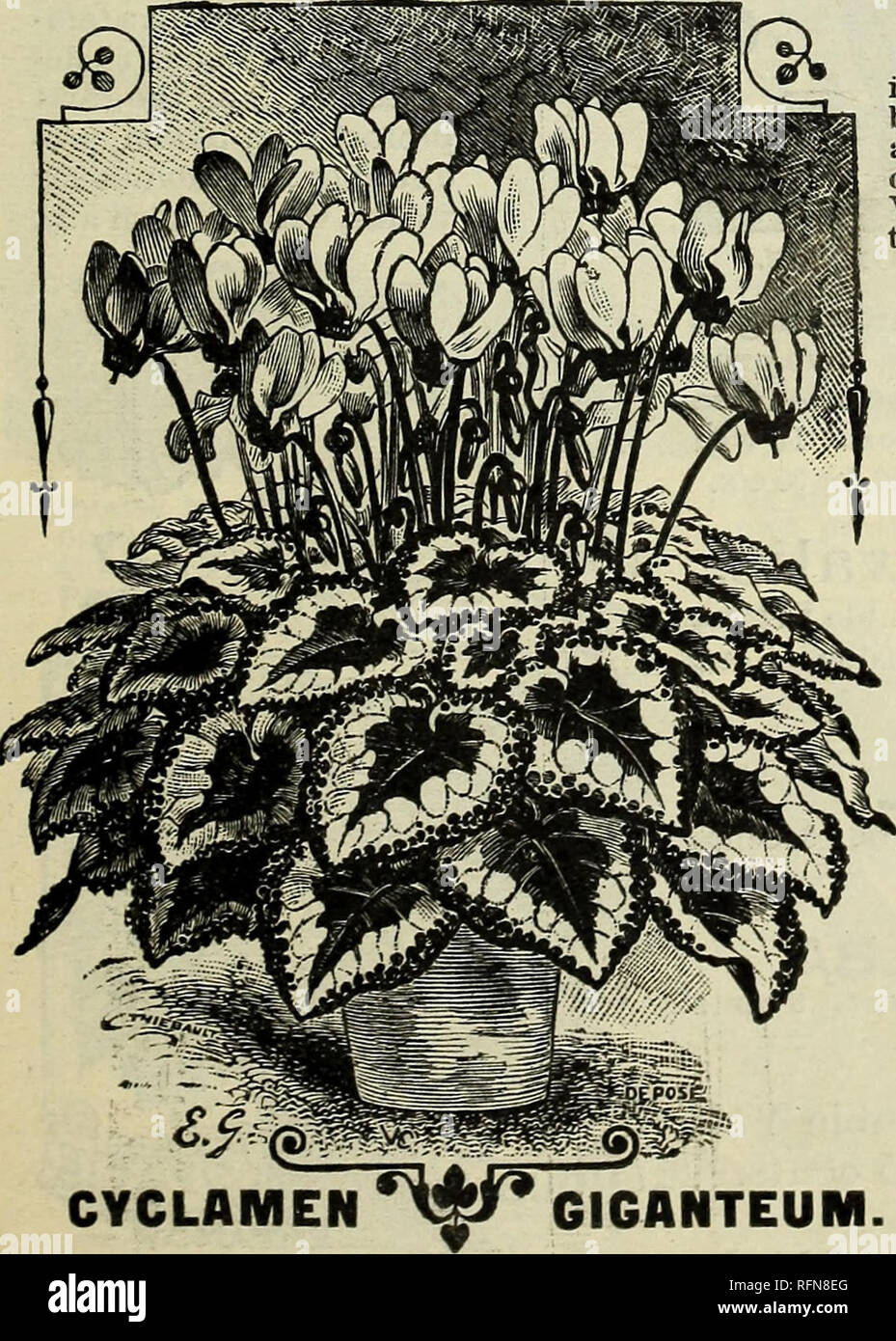 . Autunno 1897. Semi di fiori di cataloghi; lampadine (piante) cataloghi; cataloghi commerciali nello Stato di New York). SPARAXIS i colori e l'abitudine molto simile al Ixias, solo i fiori ax più aperta e più grande. I colori sono molto luminose. Una pentola unica di queste per fare un bel display. Sparaxis, Ixias, Freesias, Scillas, Alliums e Triteleias sono perfette gemme d'inverno. 3 per 5c: 12 per 15c.. Ciclamino GIGANTEUM. Bella IXIAS. Una piccola lampadina per pot di cultura e di fioritura invernale- ing chiodi sono 8 cm di lunghezza, di abbagliamento e colori brillanti. Un allegro e splendidi fiori, e indispensabile per la cultura al coperto, un Foto Stock