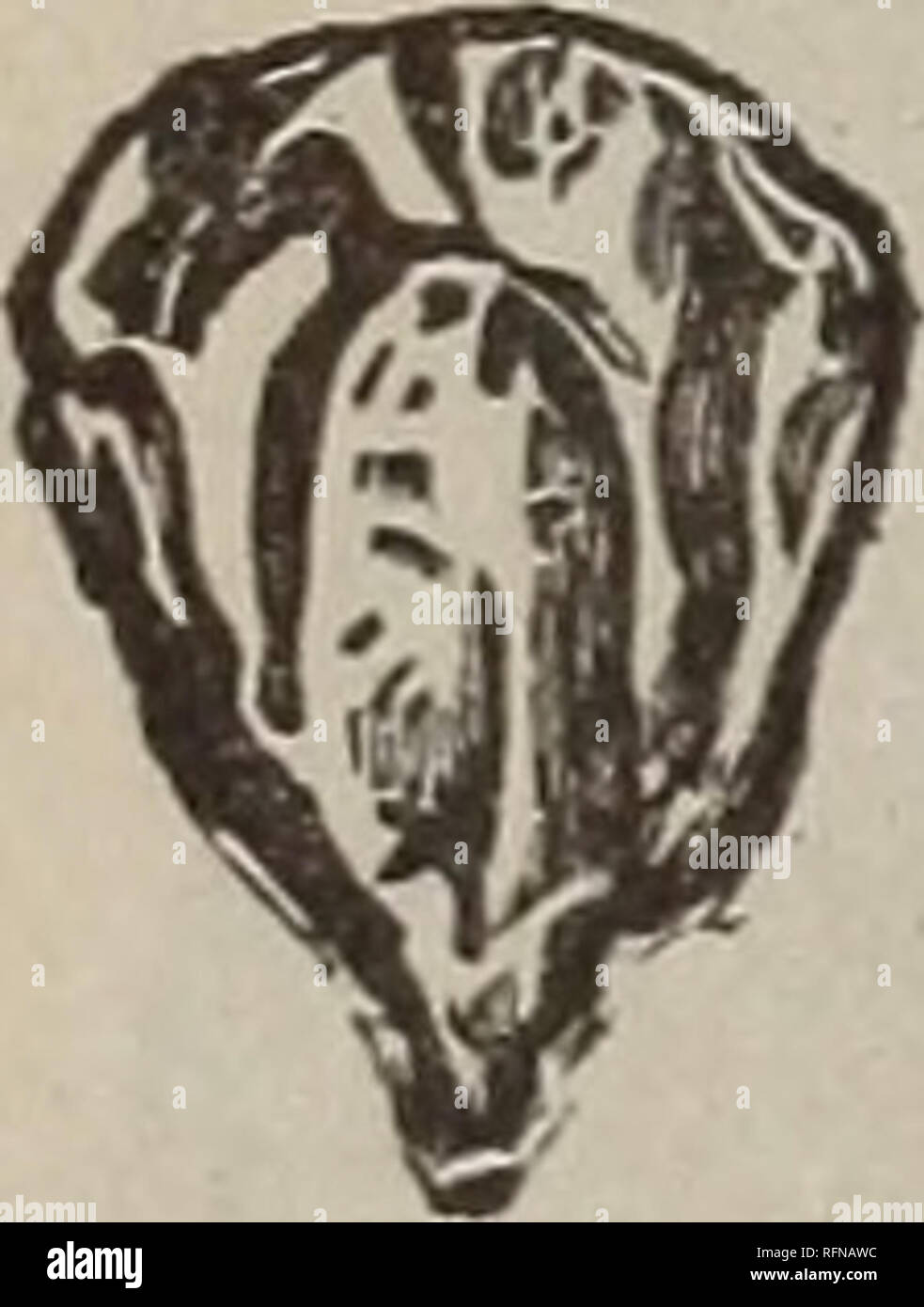 . Catalogo annuale : best semi nel mondo. Semi di ortaggi cataloghi; fiori Semi cataloghi; cataloghi commerciali Zanesville Ohio. Vecchia colonia, mais. Se per posta, aggiungere 6c. per la pinta aud 10u. per quarto per le spese di spedizione. Un quarto impianto sarà un centinaio di colline; uno peck si pianta un acro. Precoce supplementari Adams. Il hardiest e prima di mais bianco, pronto per la tabella di sessanta giorni dopo la germinazione; altezza del gambo tre o quattro piedi. Questo non è uno zucchero mais, ma un early field varietà. Tuttavia, essendo in gran parte venduti per uso da tavolo classe abbiamo tra lo zucchero di mais. 5c % pinta, 8c pinta, 15c quart. Cob bianco Co Foto Stock