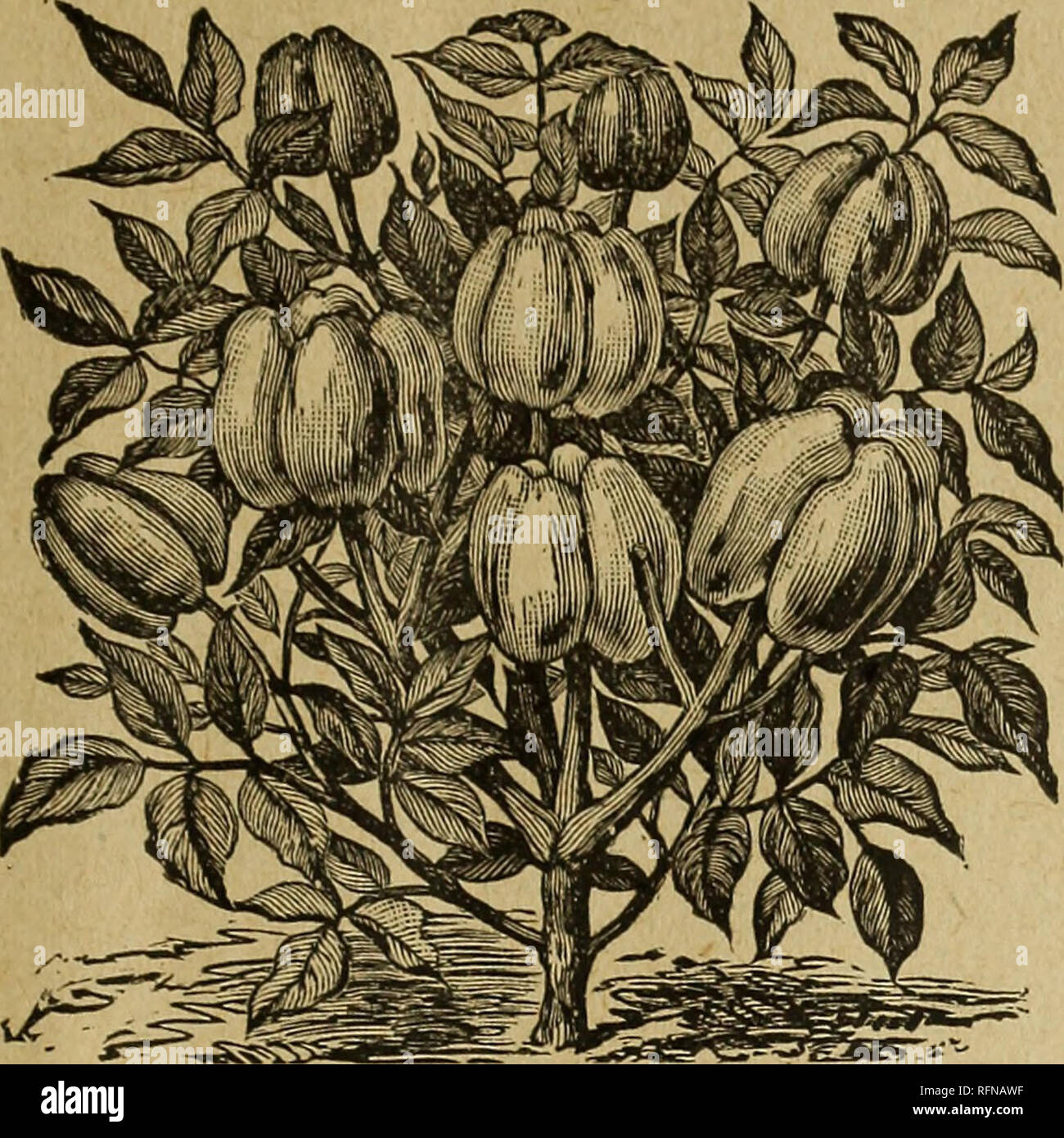 . Elenco generale : testato semi per 1897. Semi di ortaggi cataloghi; fiori Semi cataloghi; attrezzi agricoli cataloghi; cataloghi commerciali Indiana Indianapolis. Semi per giardinieri di mercato n. 78 East Market Street. 15 peperoni. Campana GRANDE O IL NASO DI TORO. Grande GOLDEN montante. Produce il frutto in alto a destra sui gambi, come mostrato nella nostra illustrazione. Il frutto è completamente il doppio della dimensione della Golden Dawn e di un bel colore dorato, tingono di rosso luminoso dove esposto al tbe sun. Lievi e ben aromatizzato. Pacchetto, 5c; oncia, 15c: 34 libbra, 50c. MAMMOTH brasiliano montante dolce. Simi- lar per la a Foto Stock