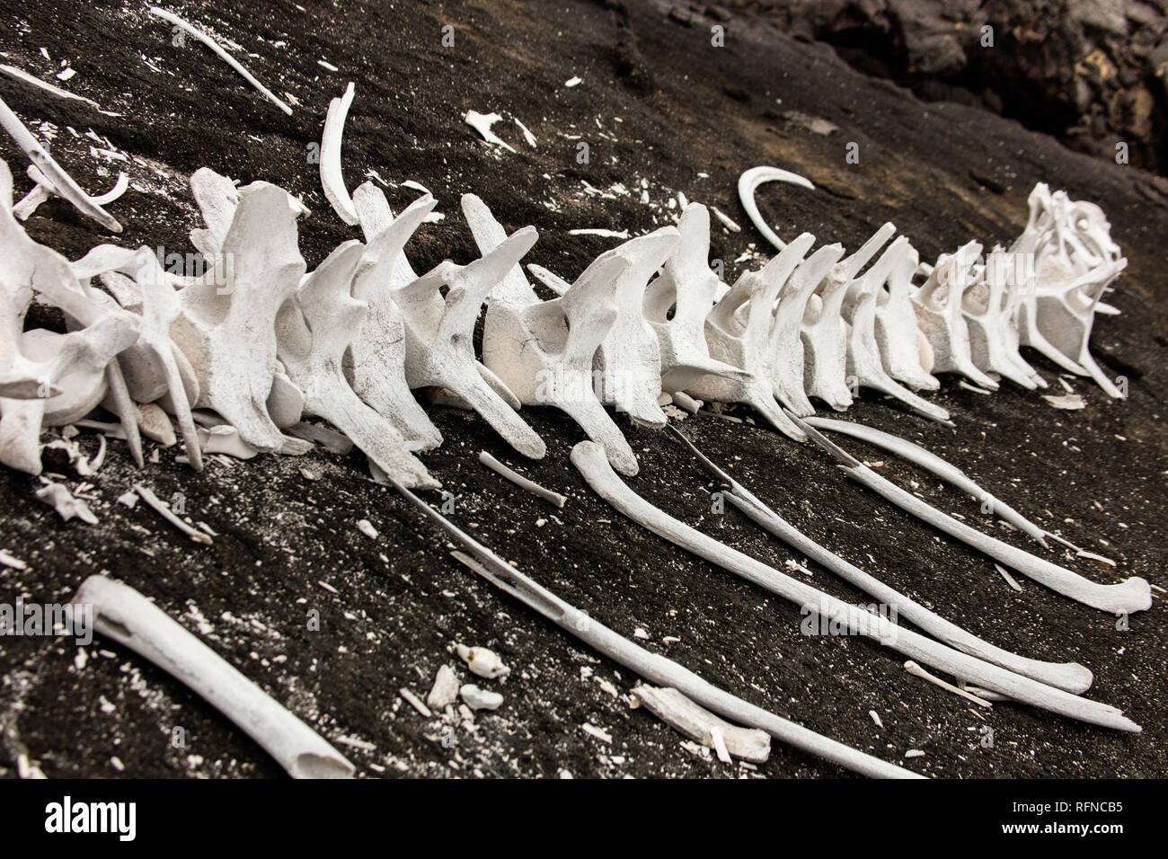 Le ossa di balena. Galapagos, Ecuador Foto Stock