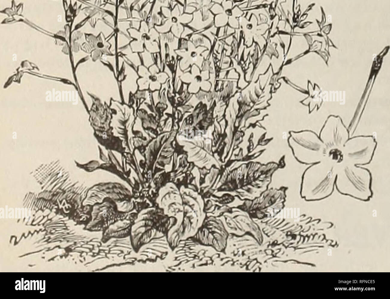 . Harris rurale annuale per il 1897 e il catalogo di Moreton farm di sementi e di piante. Vivai (orticoltura) nello Stato di New York Rochester cataloghi; semi di ortaggi cataloghi; fiori Cataloghi Cataloghi di frutta. LOBB'S NASTURTIUMS il. PHLOX DRUMMONDL. È e masse, dove il loro brillante e svariati colori righe 12-15 indies oltre, e sottili le piante a sei Phlox fa un magnifico spettacolo ii producono un bellissimo effetto. Cultura.-seminare in primavera" indies oltre. Stella di QUEDLINCBURCH : questo nuovo e interessante varietà è distinto da tutti gli altri per il fatto di avere il centro di ciascun petalo allungato, producendo una v Foto Stock