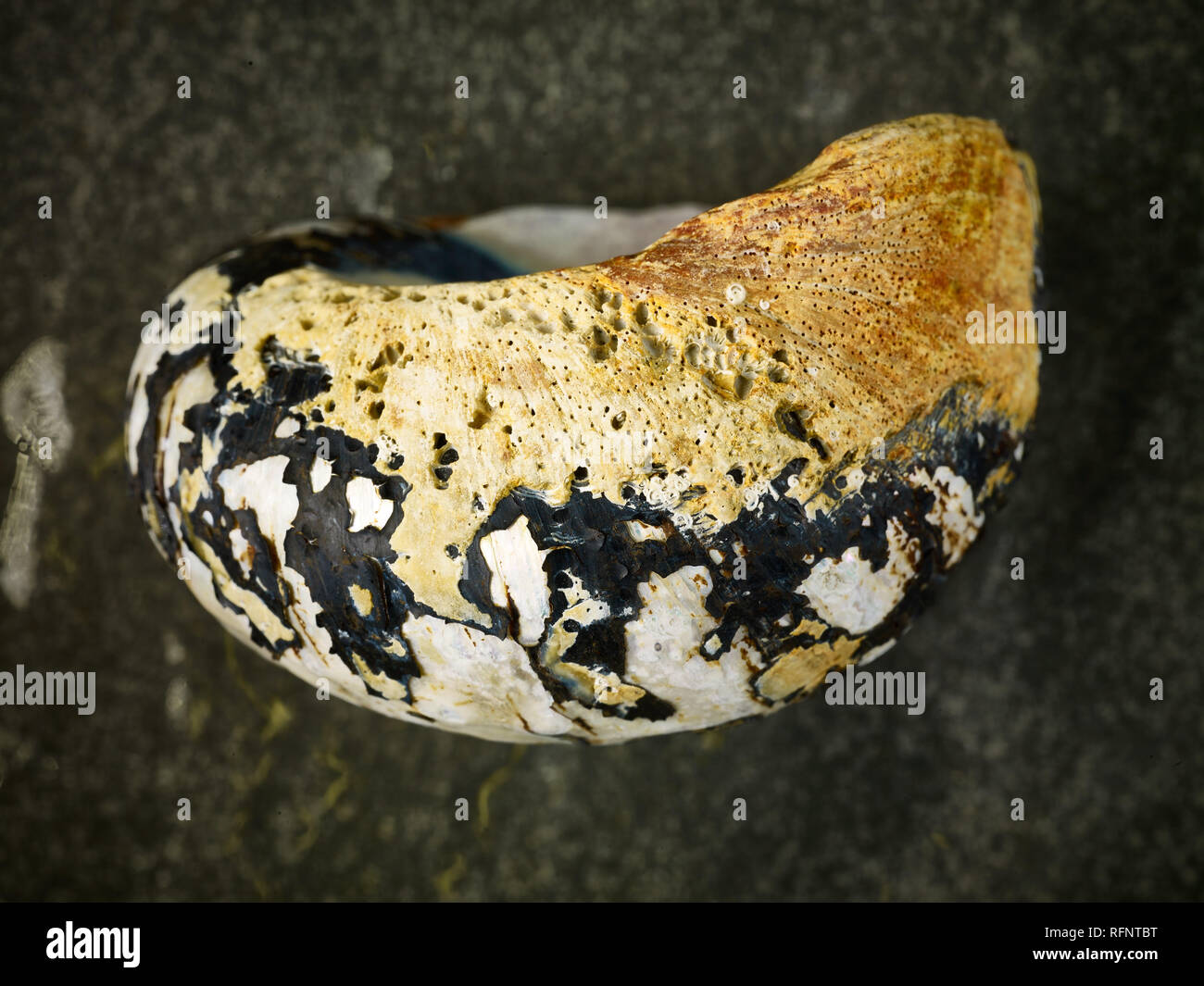 Colorato seashell still-life contro uno sfondo scuro Foto Stock