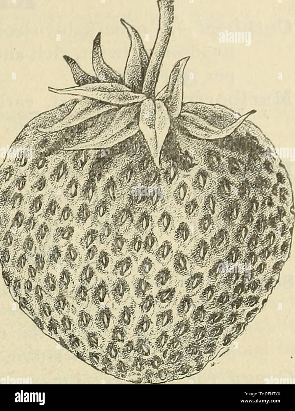 . Illustrato e catalogo descrittivo : frutta e alberi ornamentali, sempreverdi, di arbusti, vigne, fiori, bulbi, piccole piante da frutto. Vivai (orticoltura) Missouri Saint Louis cataloghi; alberi da frutto piantine Cataloghi Cataloghi di frutta; piante ornamentali, cataloghi; Vivai (orticoltura); alberi da frutto; frutta; piante ornamentali,. II. J. WEBER &AMP; figlio vivai di s. 15 Parker Earle (5)- Impianto estremamente robusto, forte, penetrando radici; un modello di make-up; enormemente la produttività, fiori perfetti, protetto da gelate tardive da abbondanti foglie, travature forte, lunga e larga, bacche regolari, conica, Foto Stock