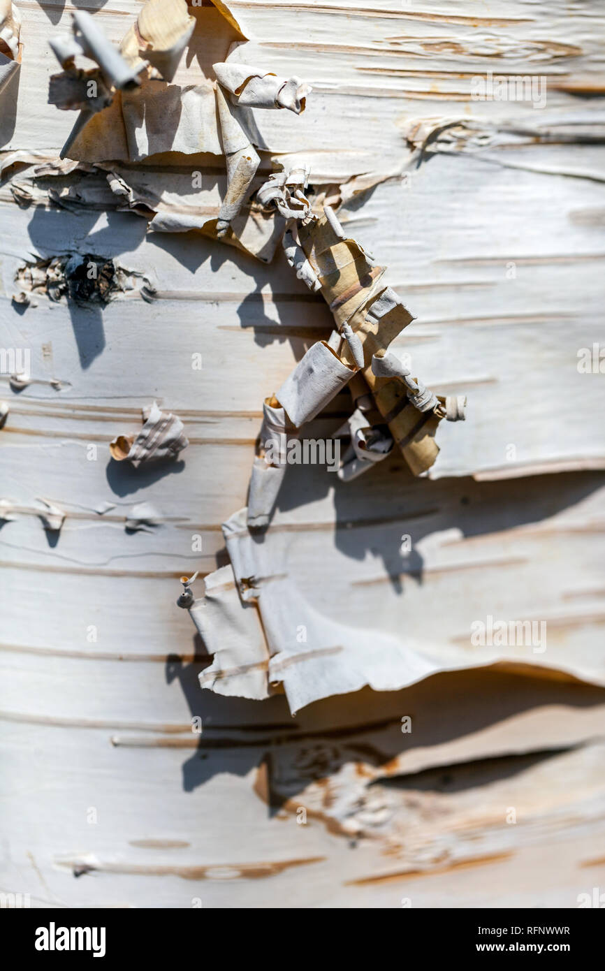 Birch Himalayan Whitebarked, Betula utilis jacquemontii, corteccia di tronco d'albero Betula jacquemontii Foto Stock